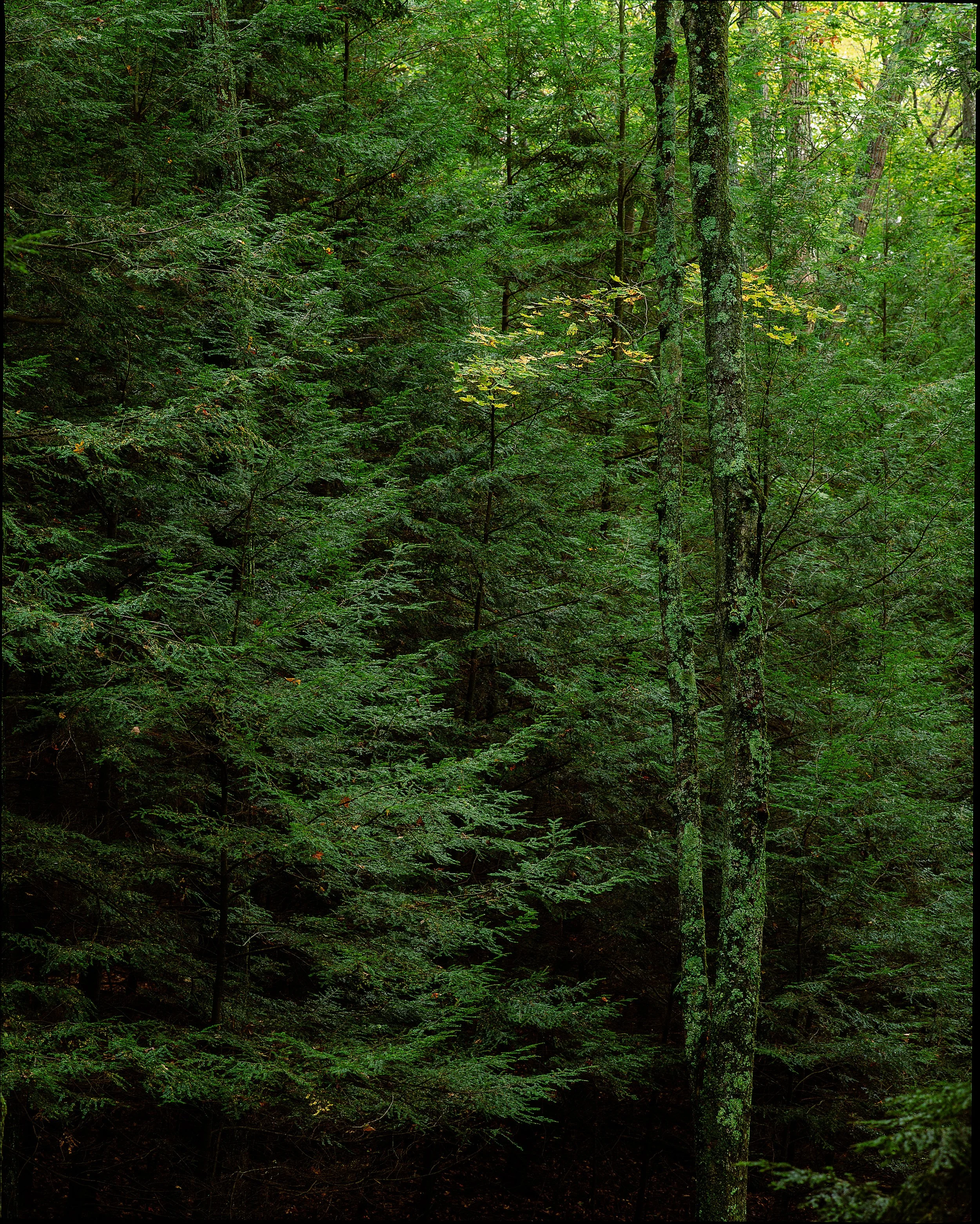 ct FOREST.jpg