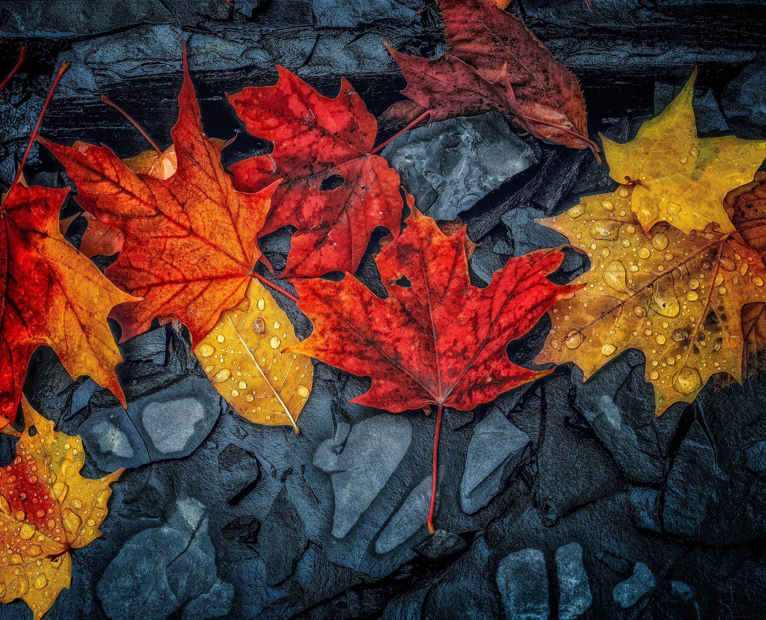 ny leafs & rocks-Edit.jpg