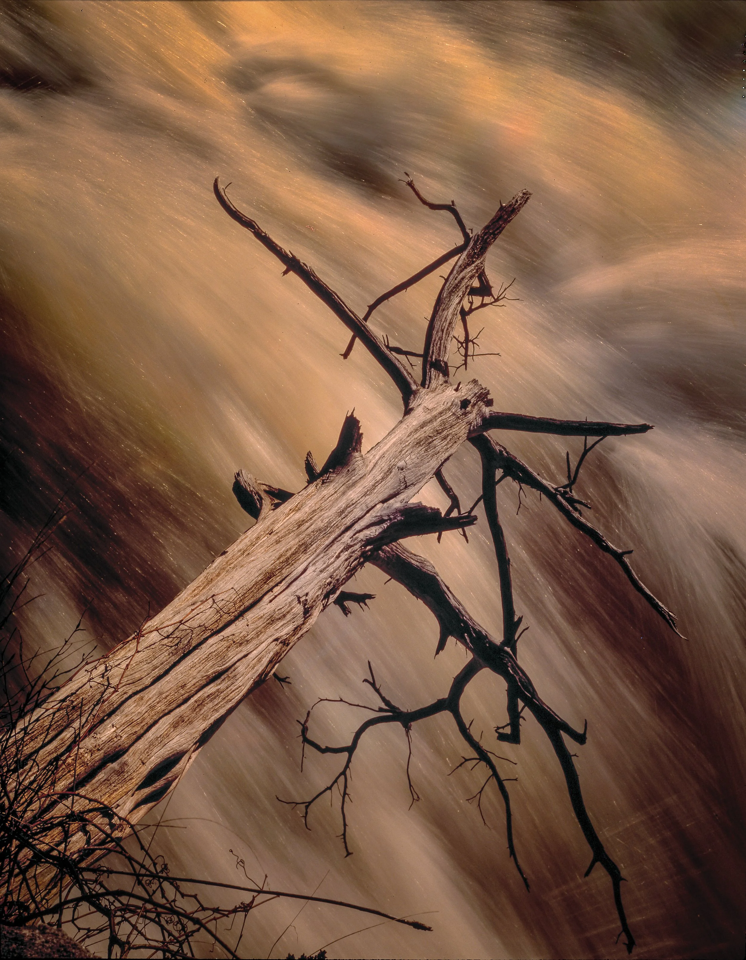 ct tree f.v.jpg