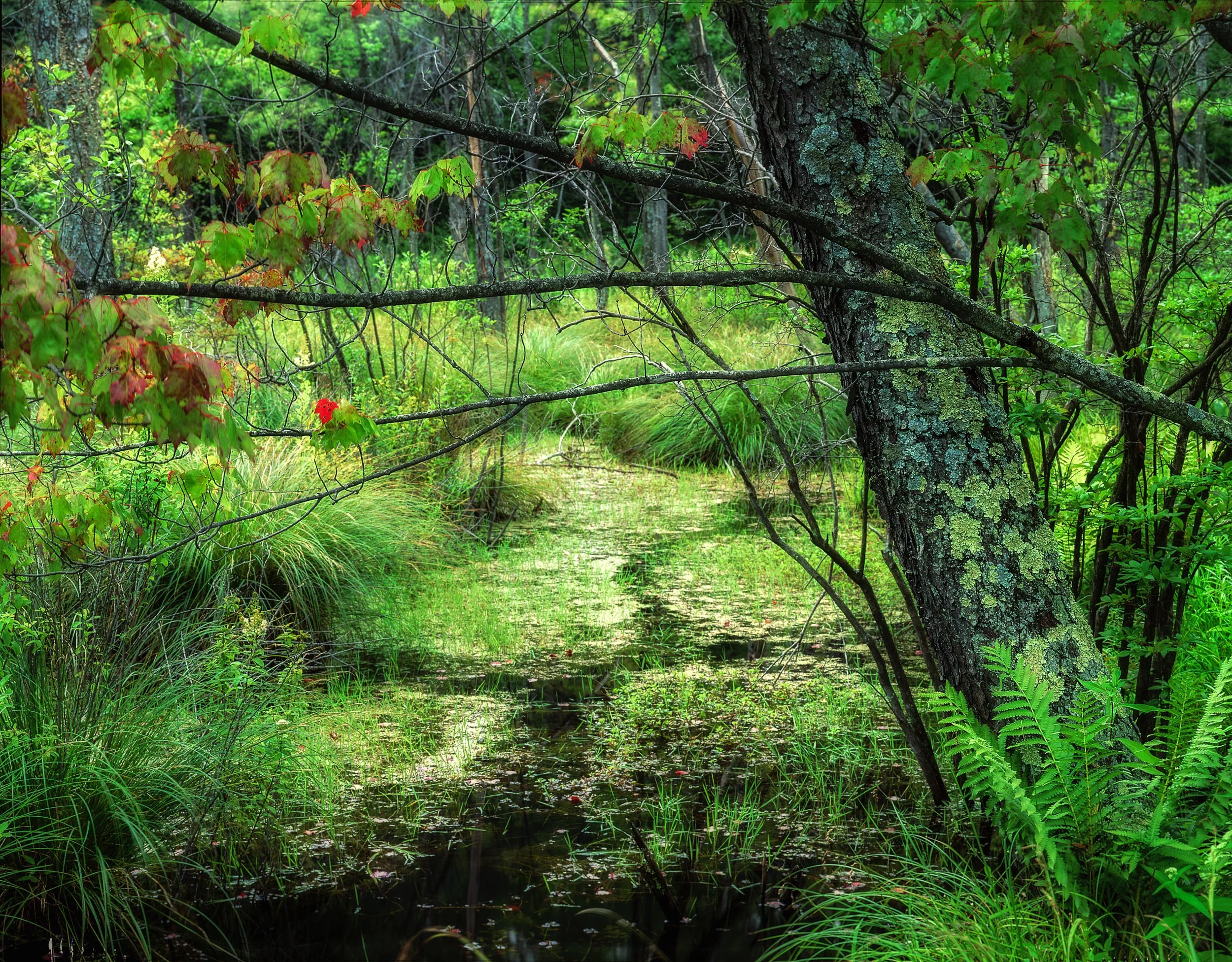 CT SWAMP-Edit.jpg
