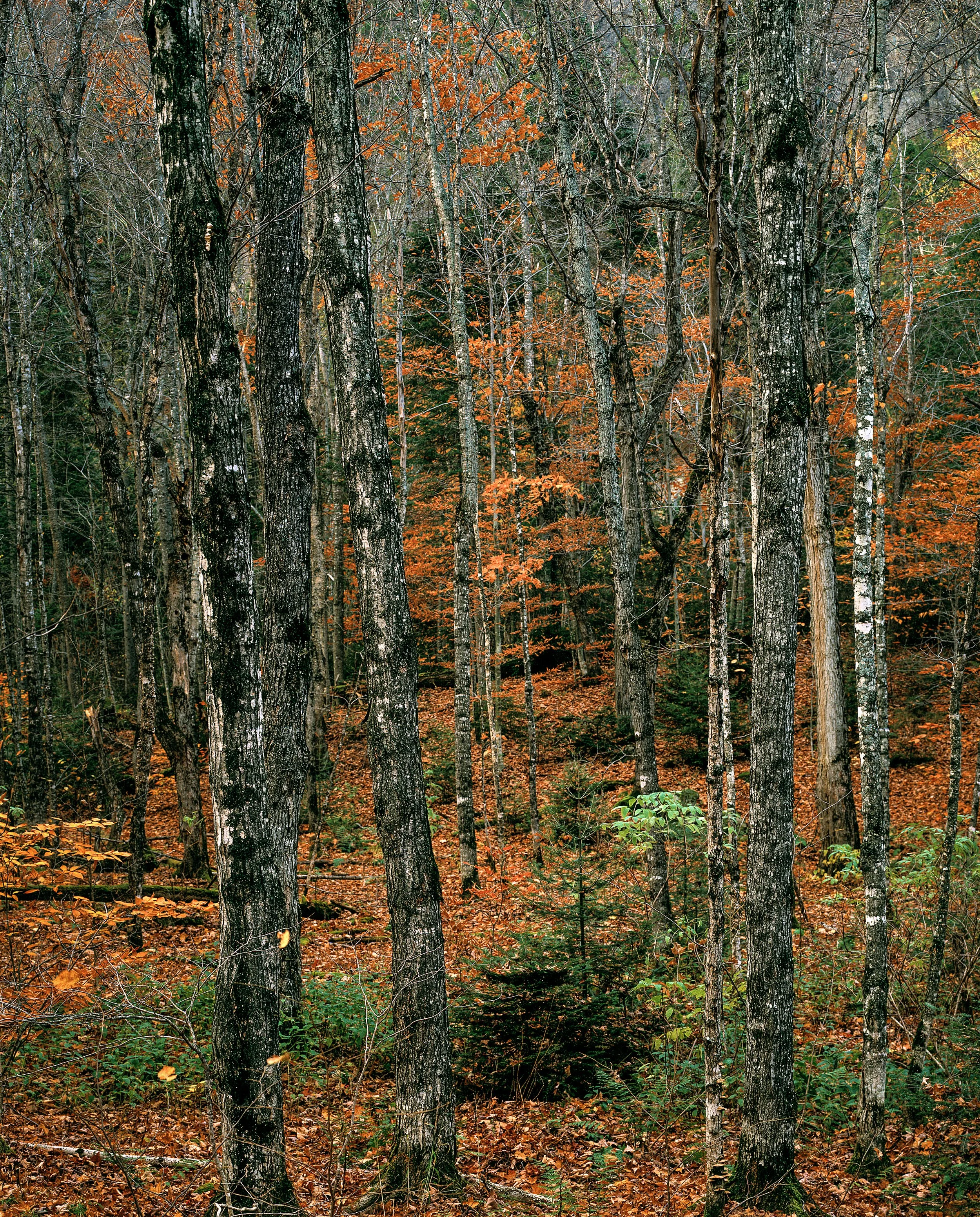 me forest.jpg