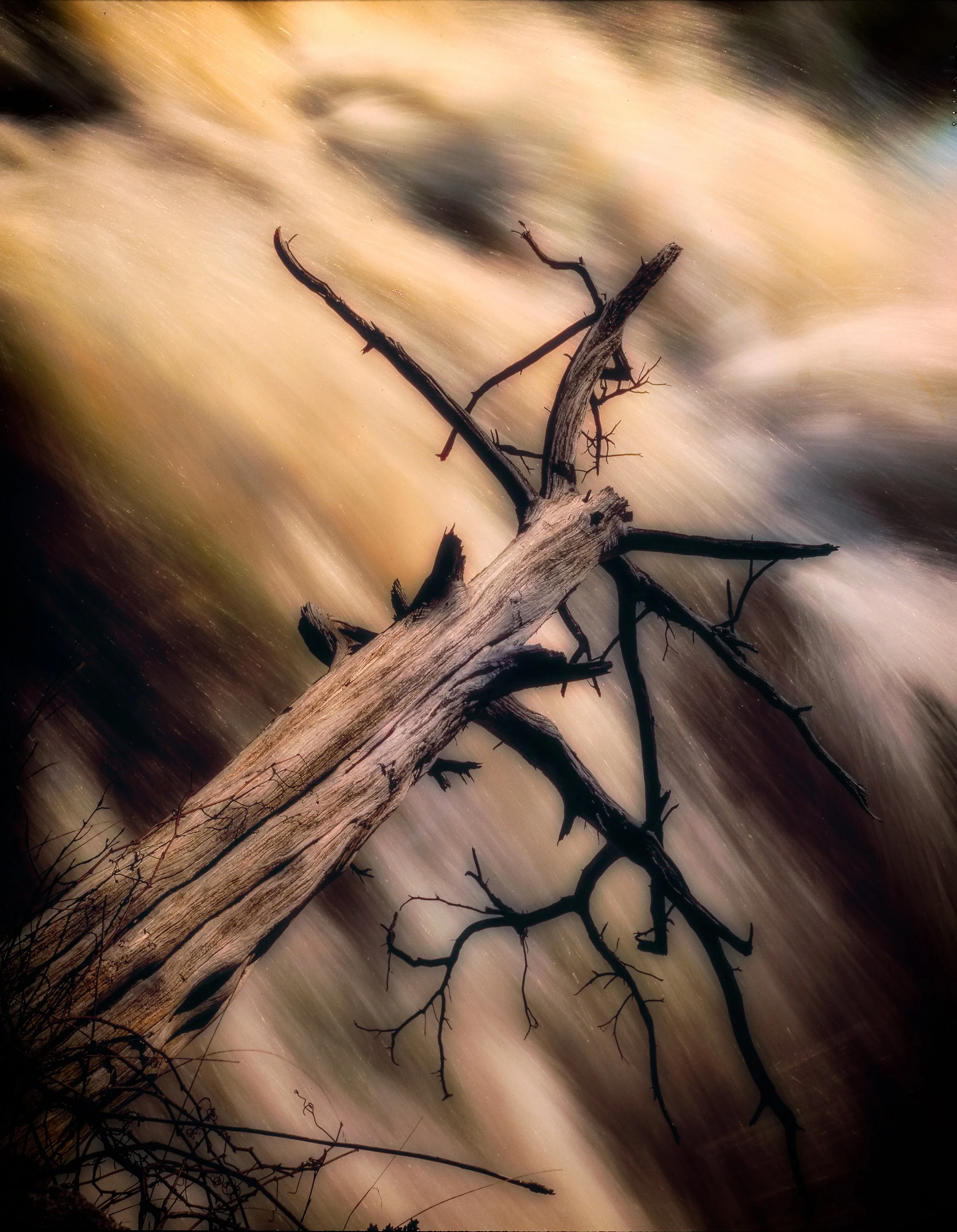 ct tree f.v-Edit.jpg