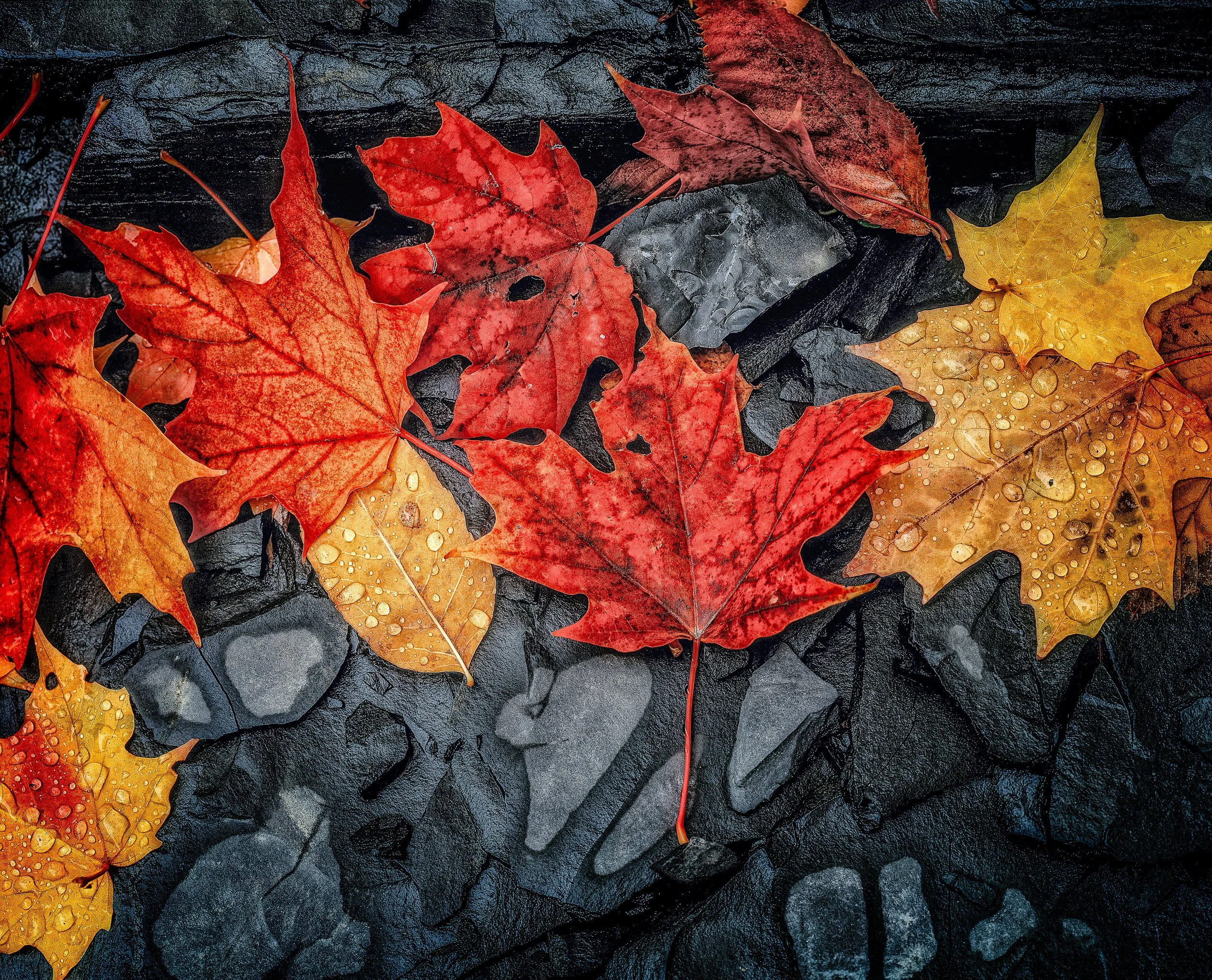 ny leafs & rocks-Edit.jpg