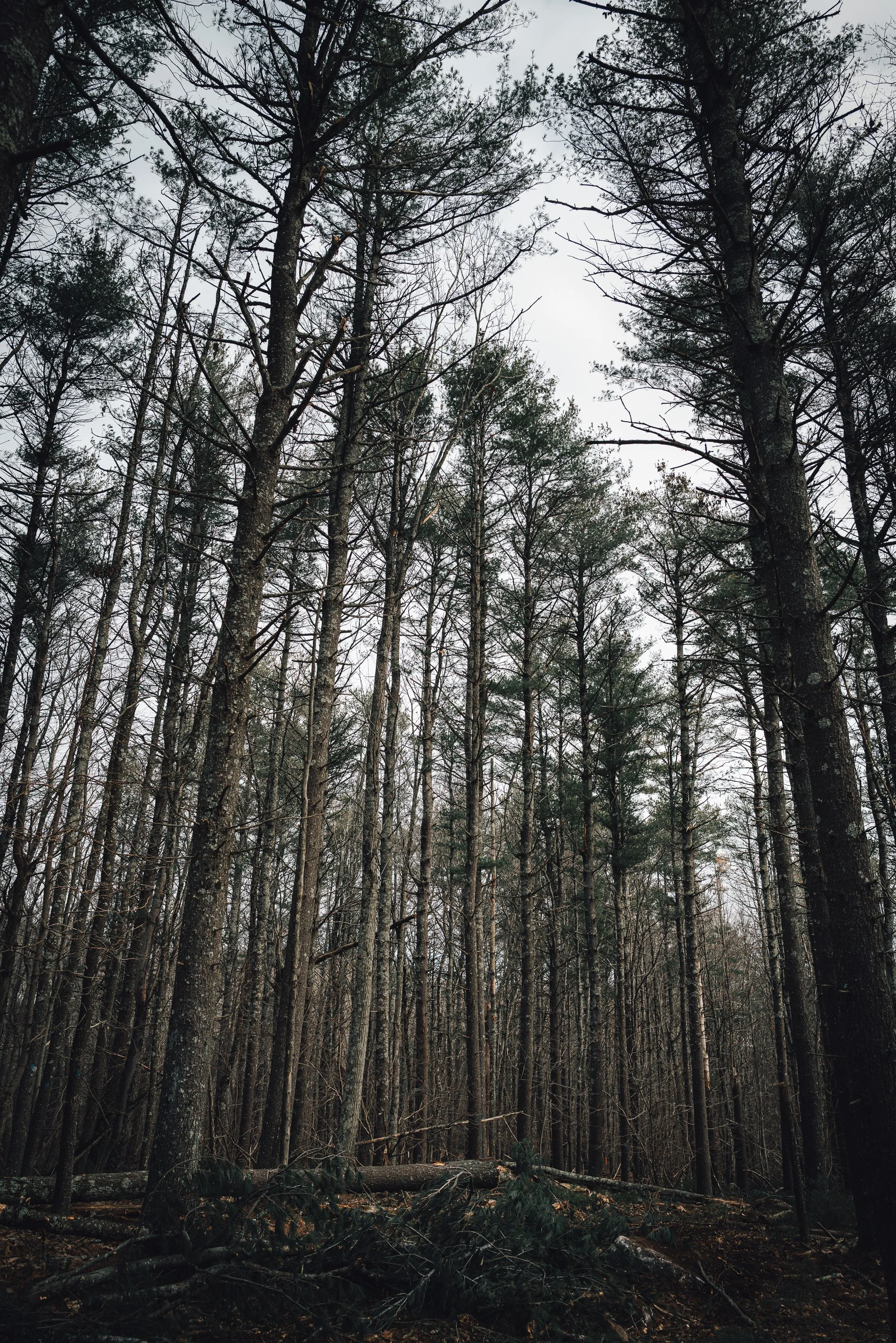 RI_Logging_Bob_Thurber_LQ2_2023_12_07-58.jpg