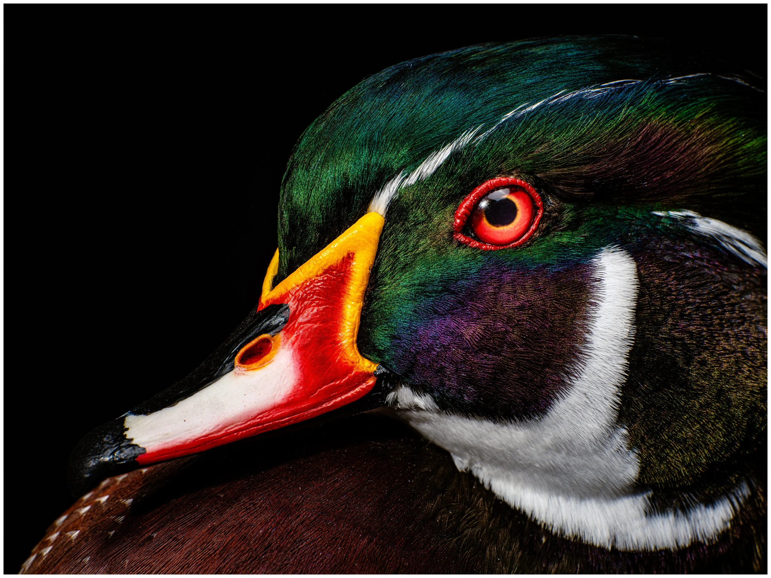 Aix_Taxidermy_12-09-2026-119-Edit.jpg