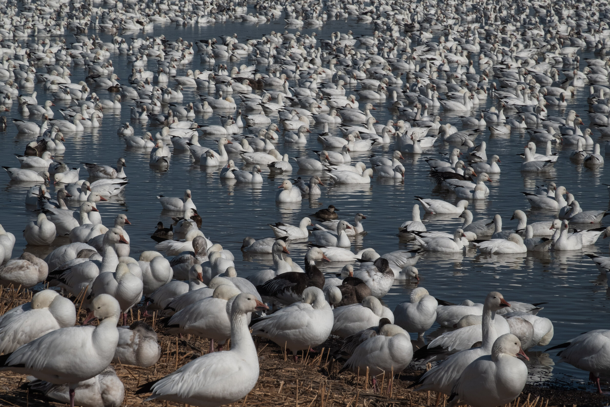 2021-Bosque del Apache-32.jpg