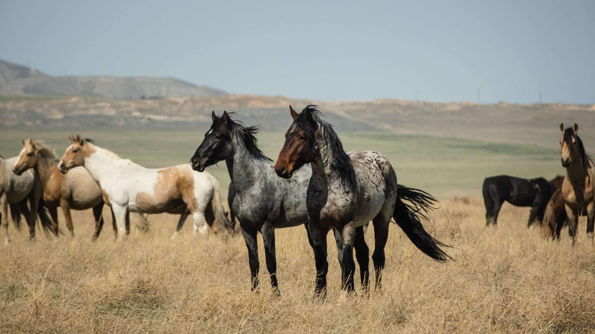 2024-Utah Horses-01.jpg