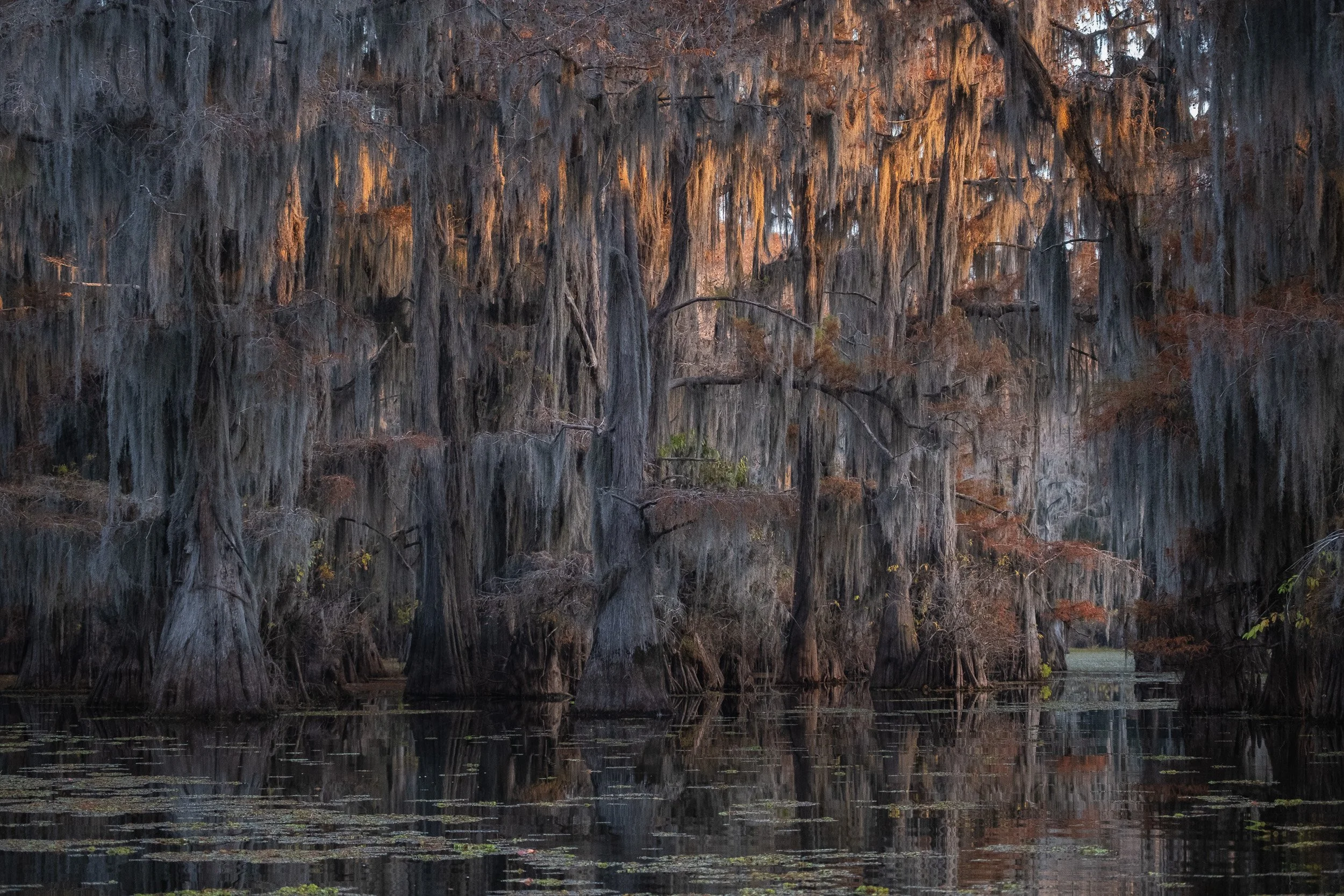 2025-Caddo Lake-01.jpg