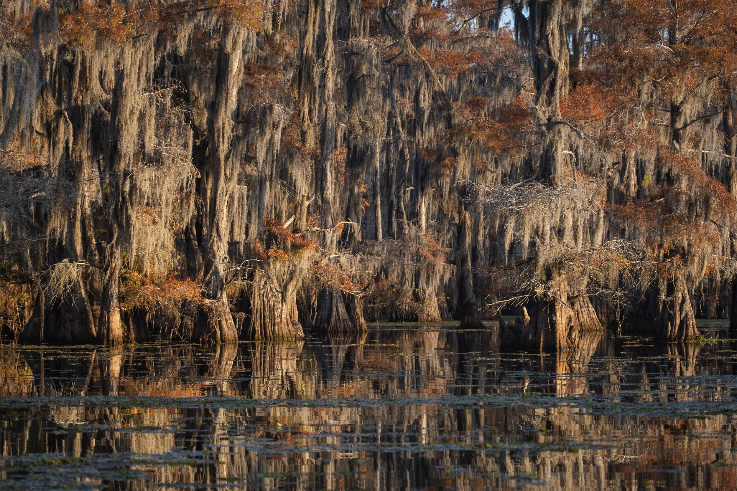 2025-Caddo Lake-02.jpg