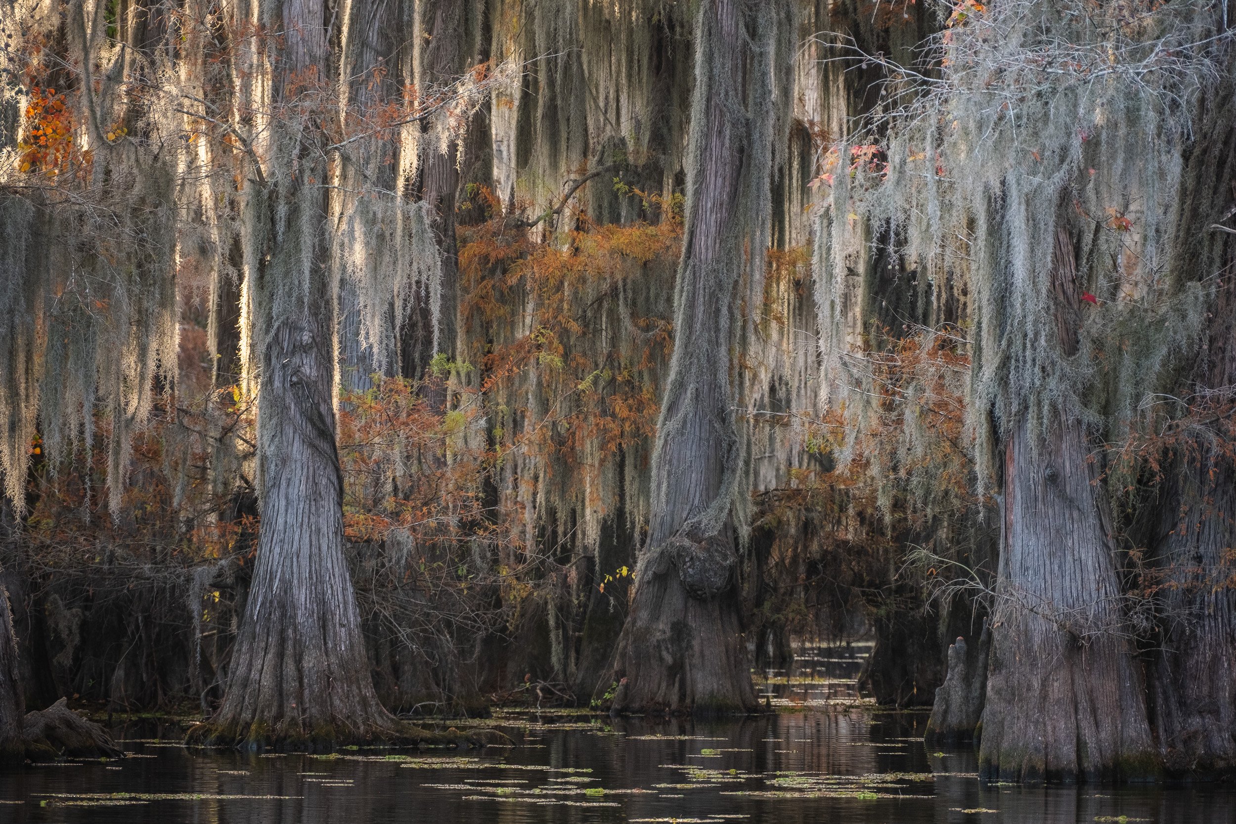 2025-Caddo Lake-04.jpg