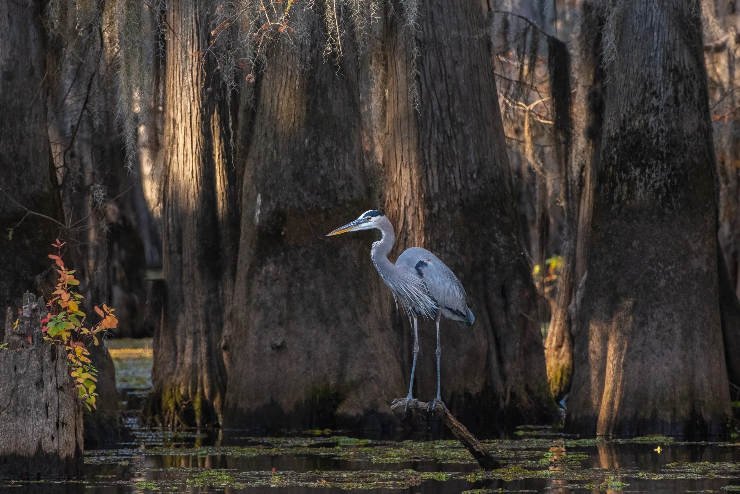 2025-Caddo Lake-05.jpg