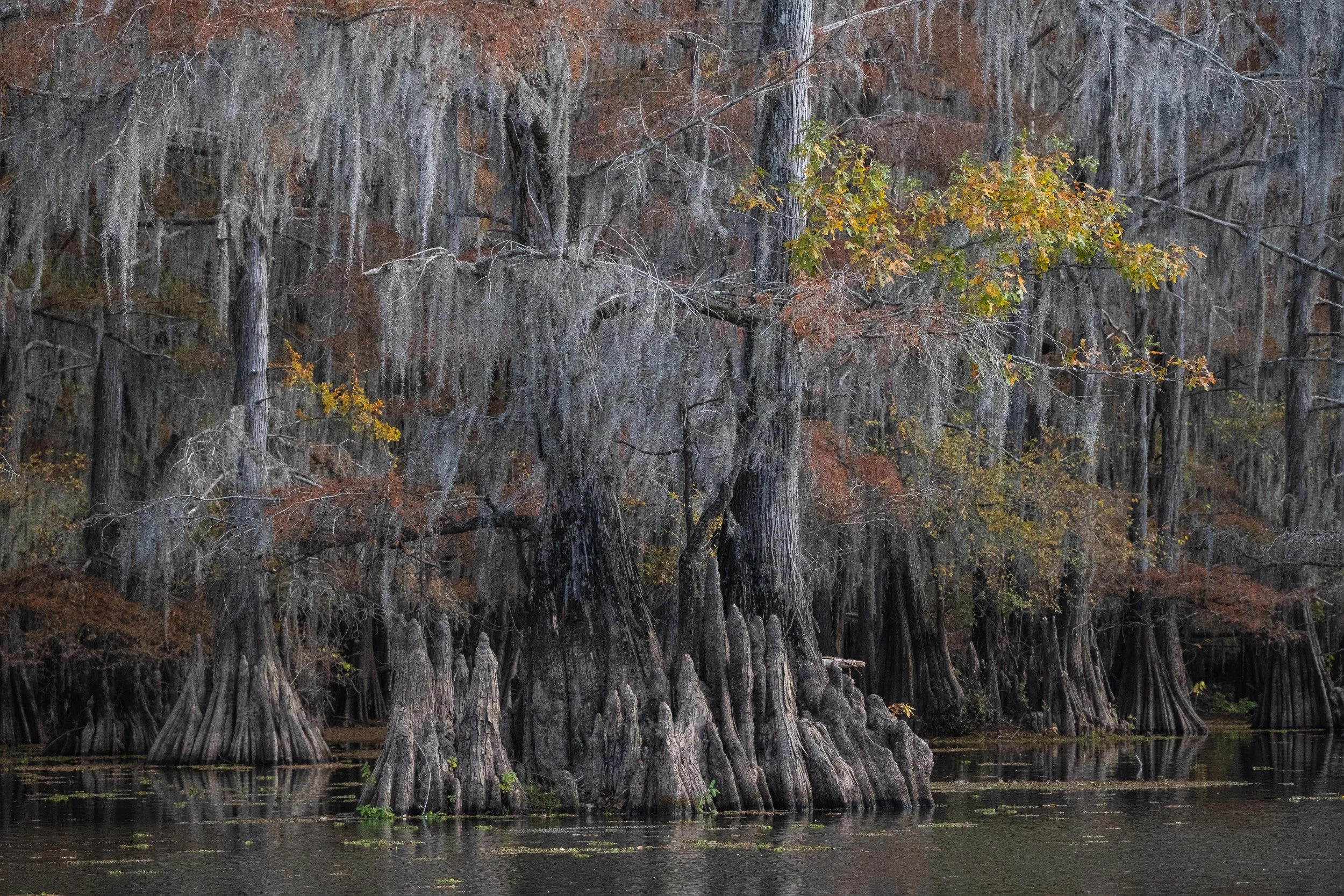 2025-Caddo Lake-06.jpg