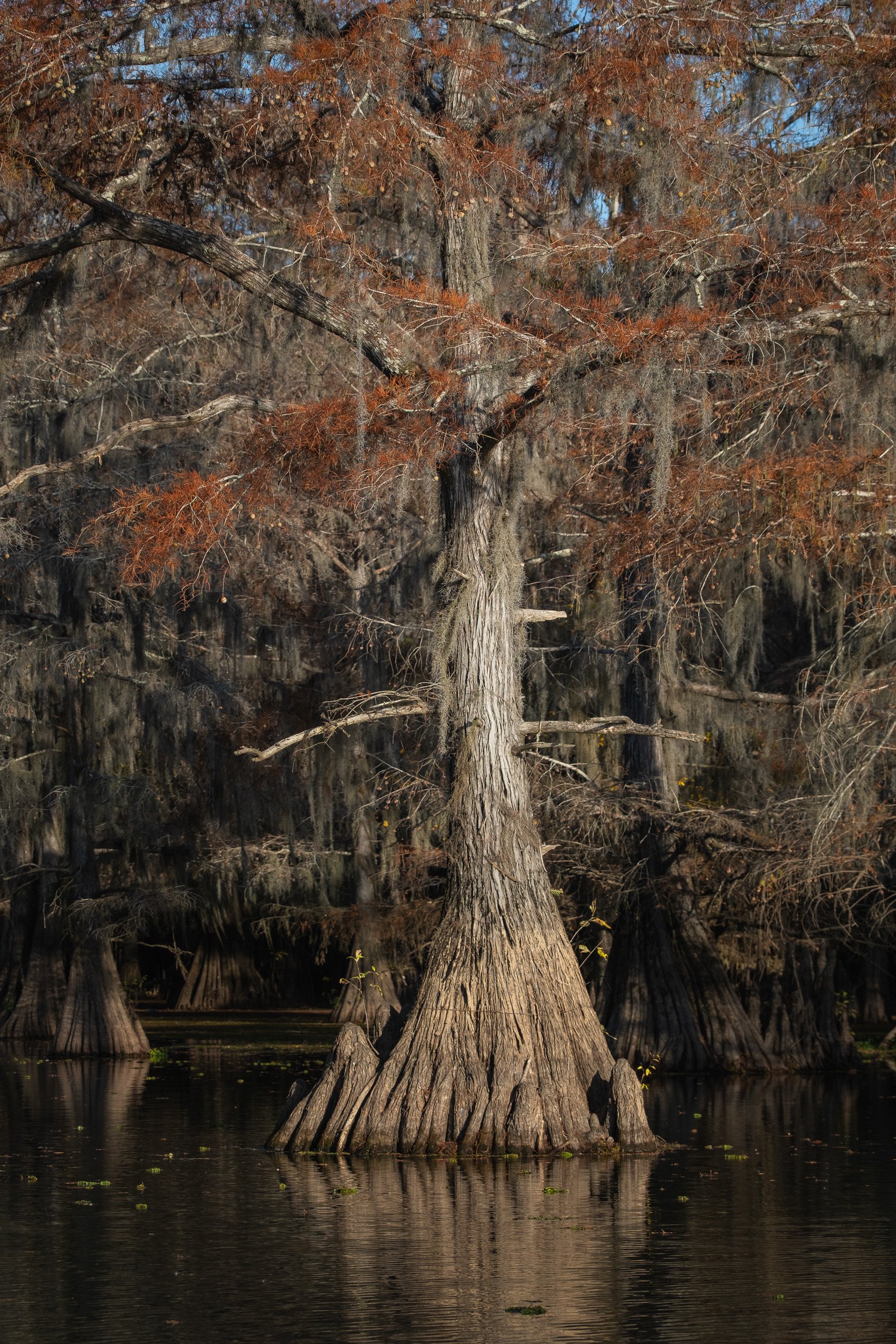 2025-Caddo Lake-07.jpg