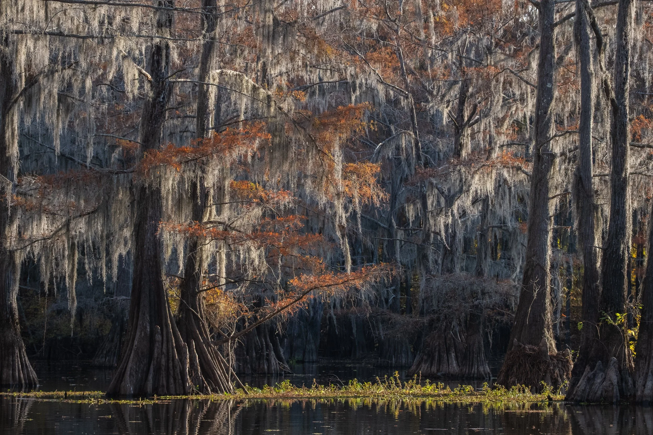 2025-Caddo Lake-09.jpg
