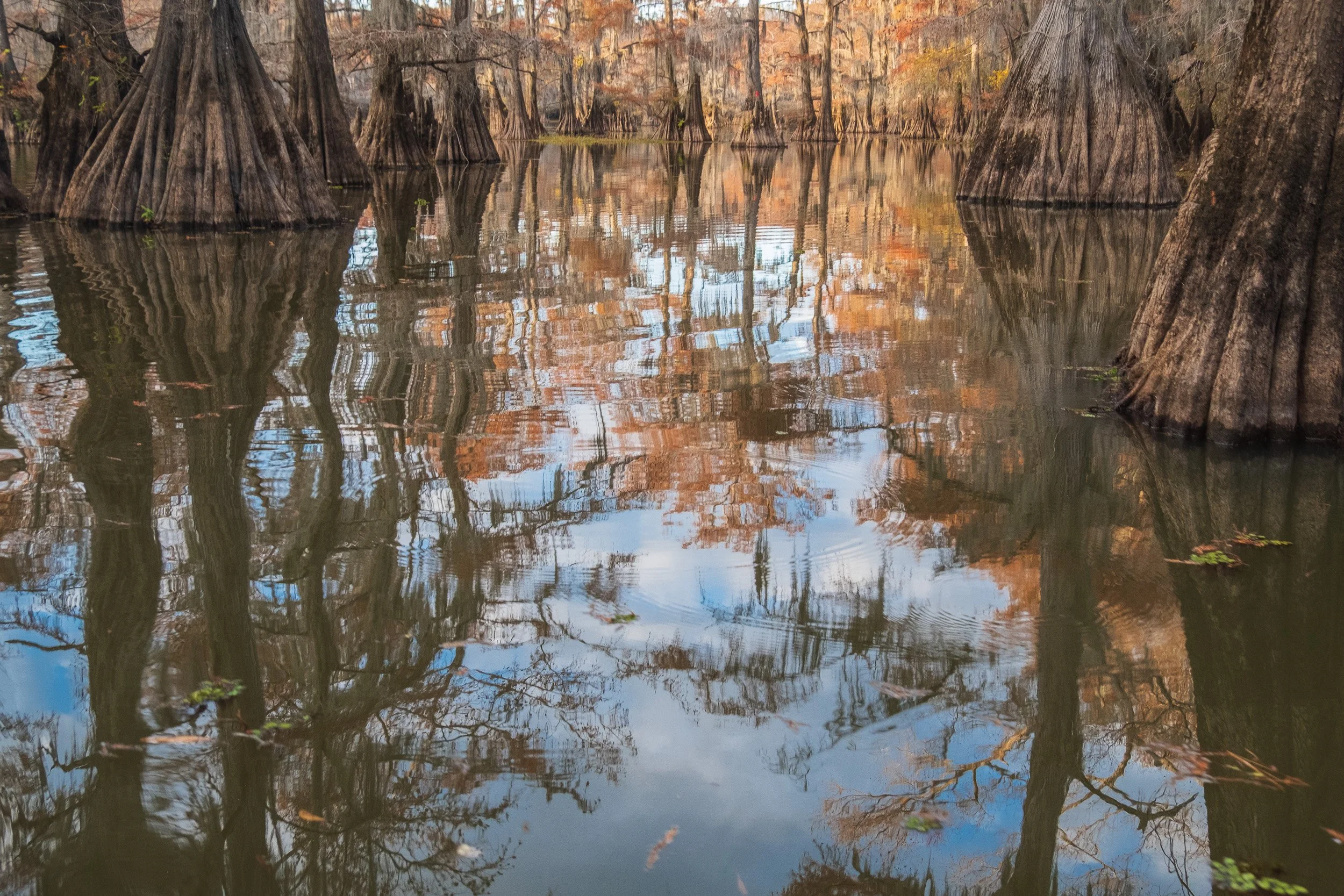 2025-Caddo Lake-10.jpg
