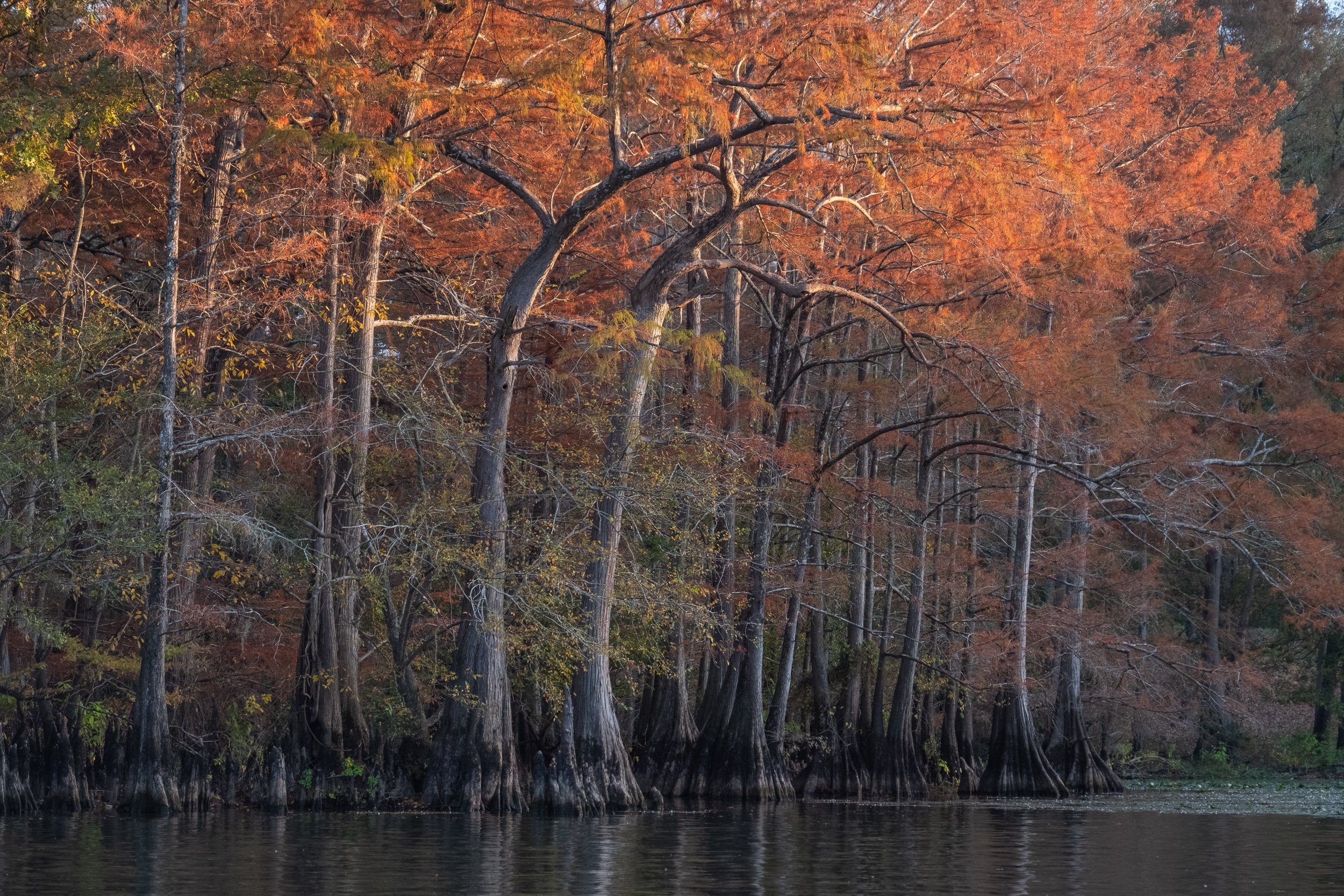 2025-Caddo Lake-11.jpg