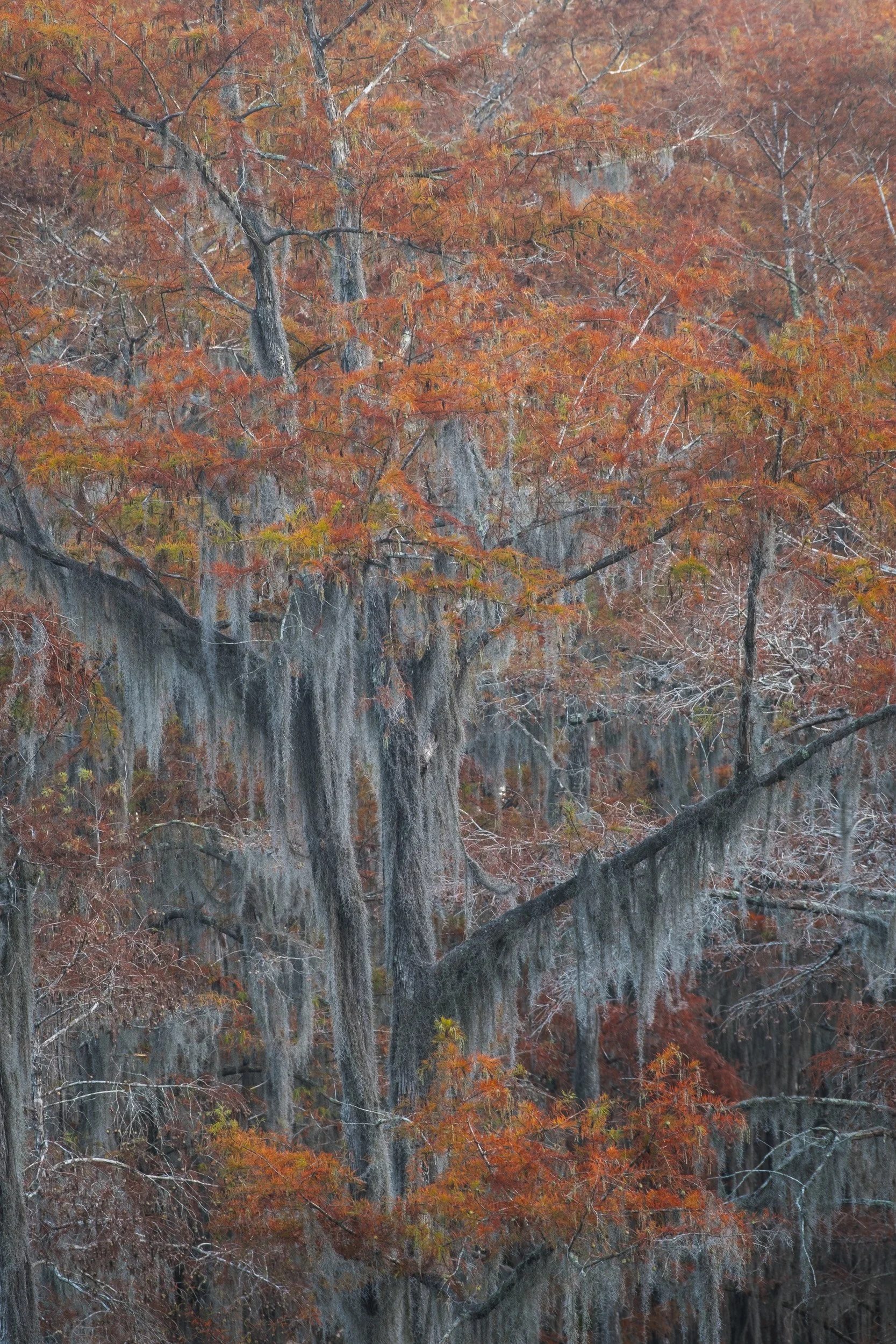 2025-Caddo Lake-12.jpg