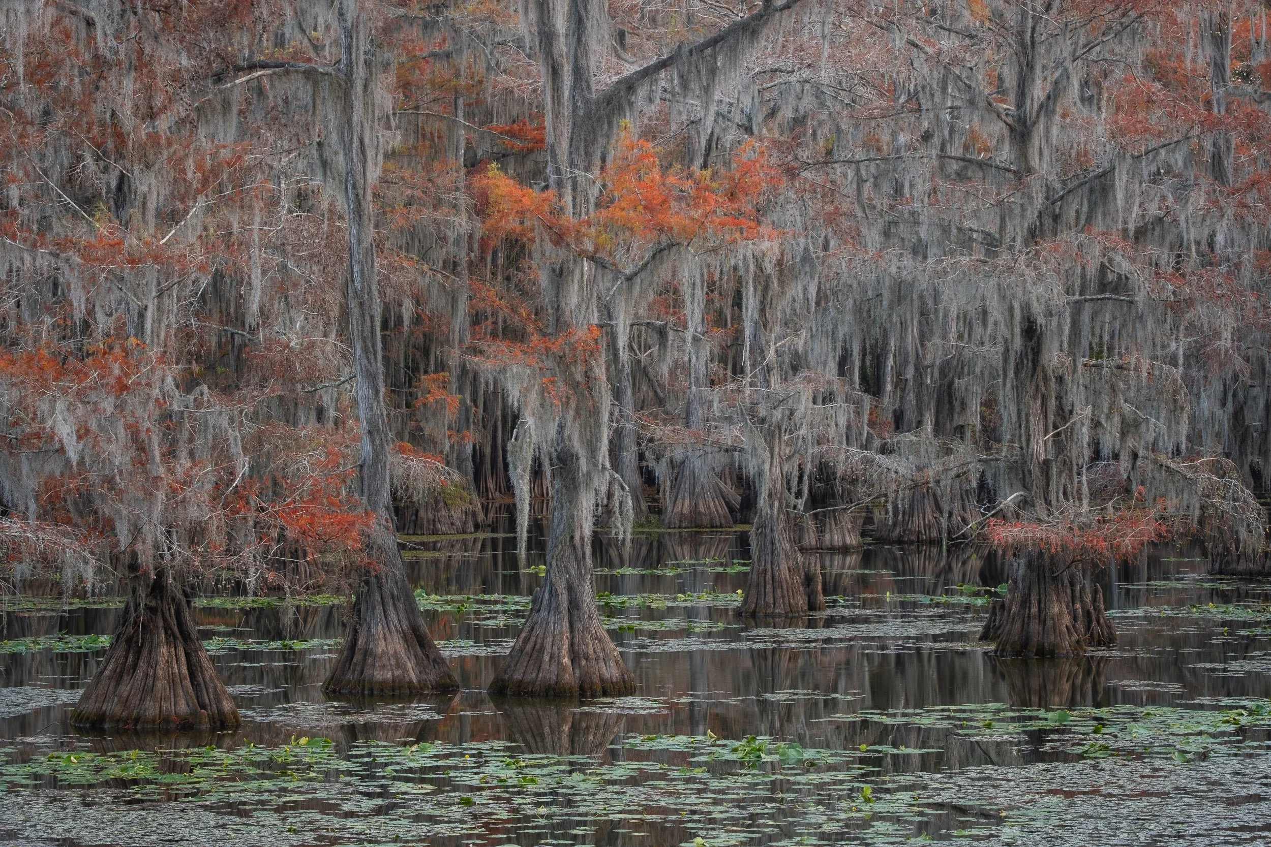 2025-Caddo Lake-13.jpg