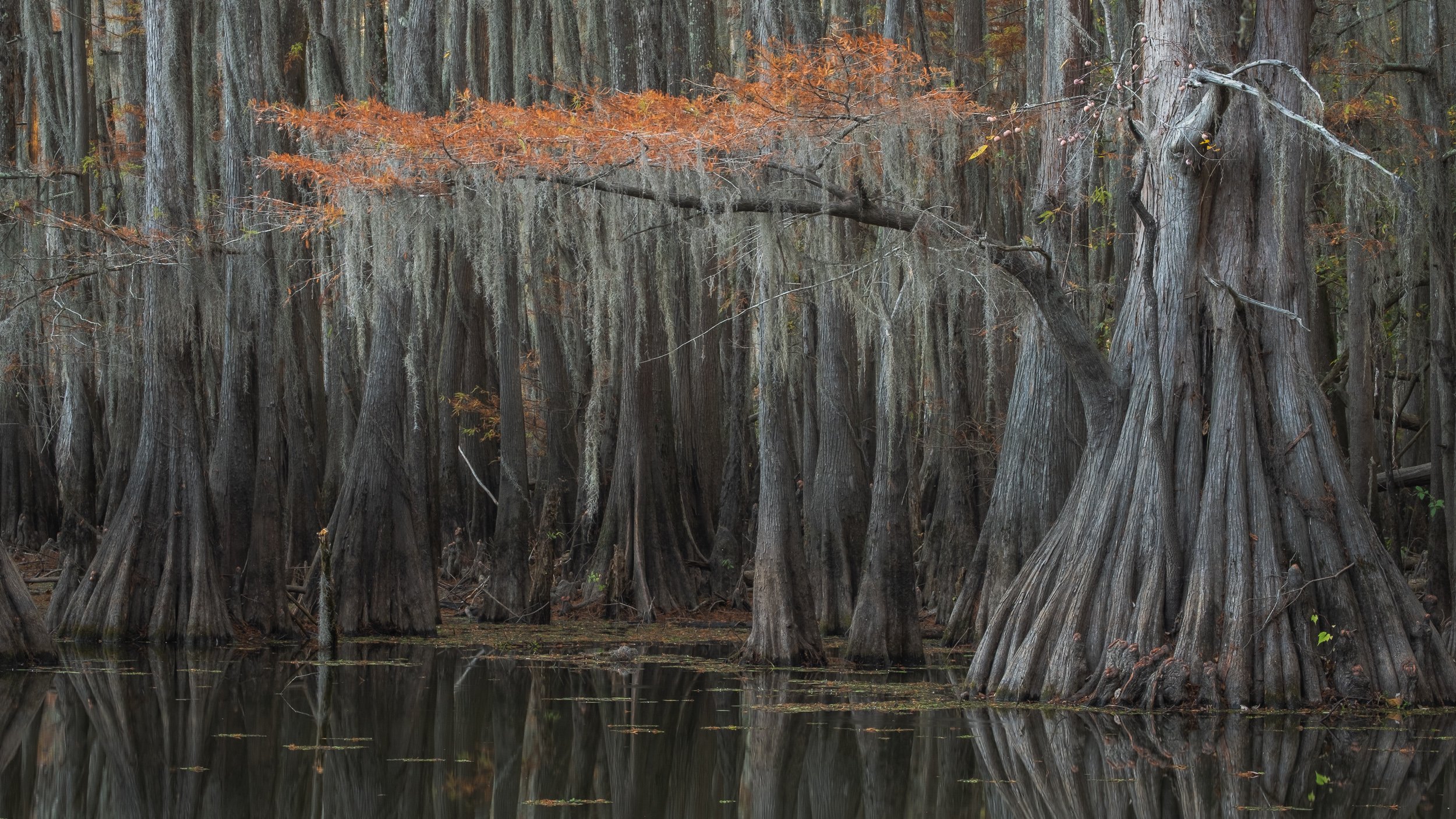 2025-Caddo Lake-14.jpg