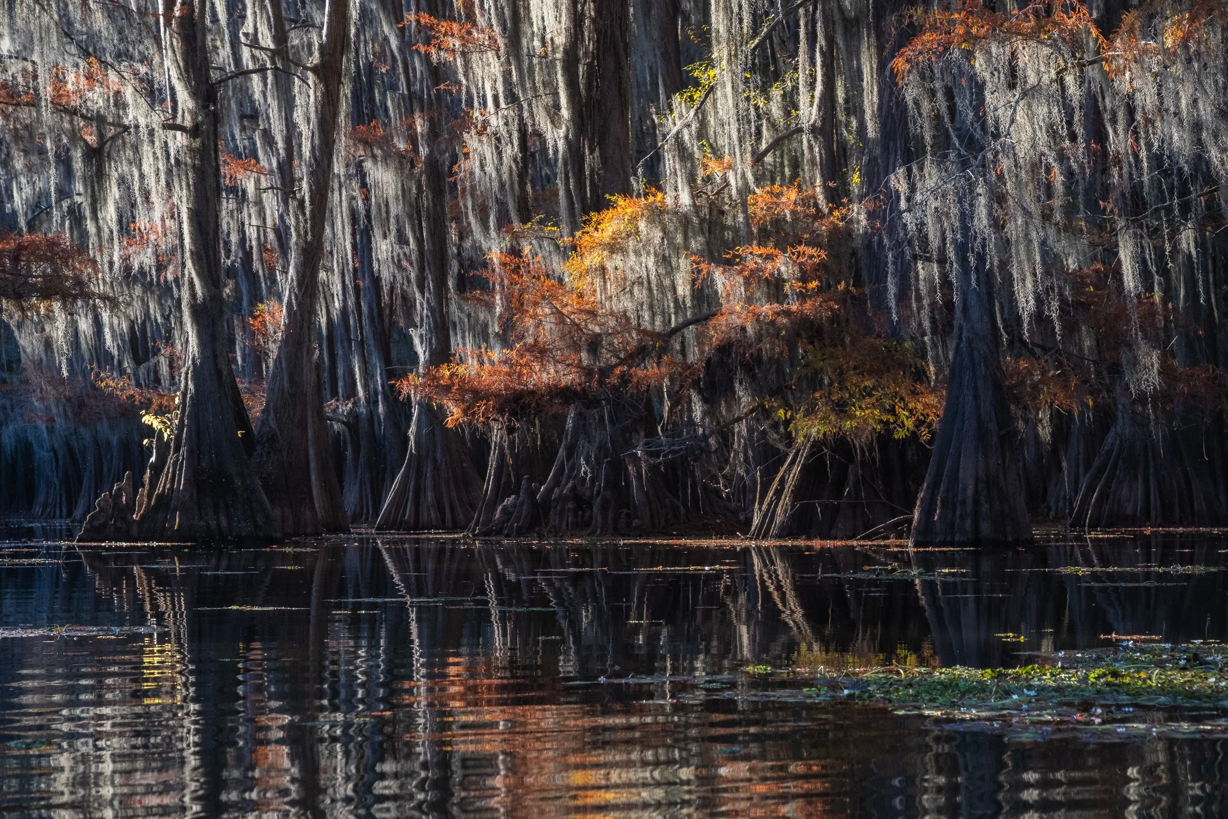 2025-Caddo Lake-15.jpg