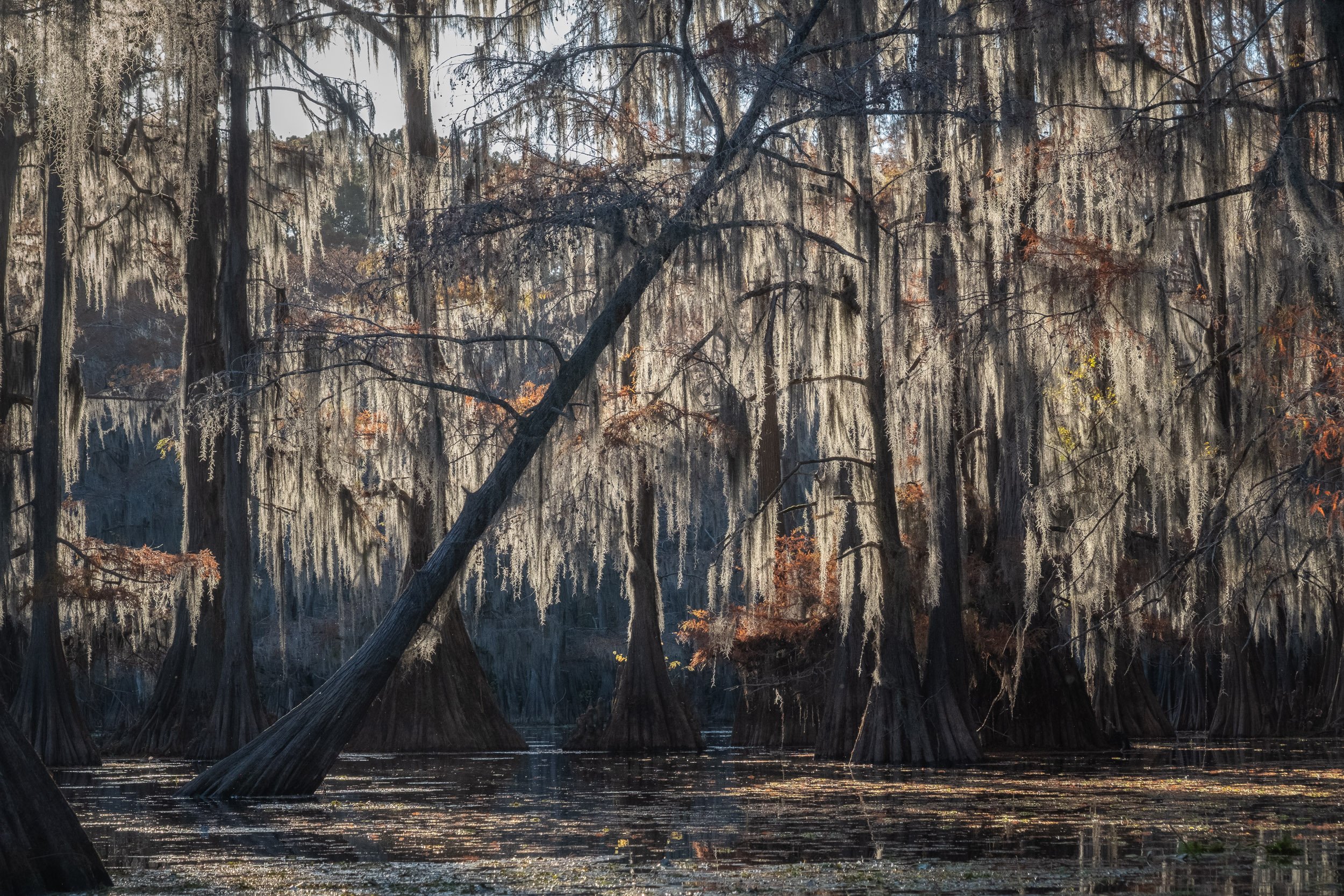 2025-Caddo Lake-16.jpg