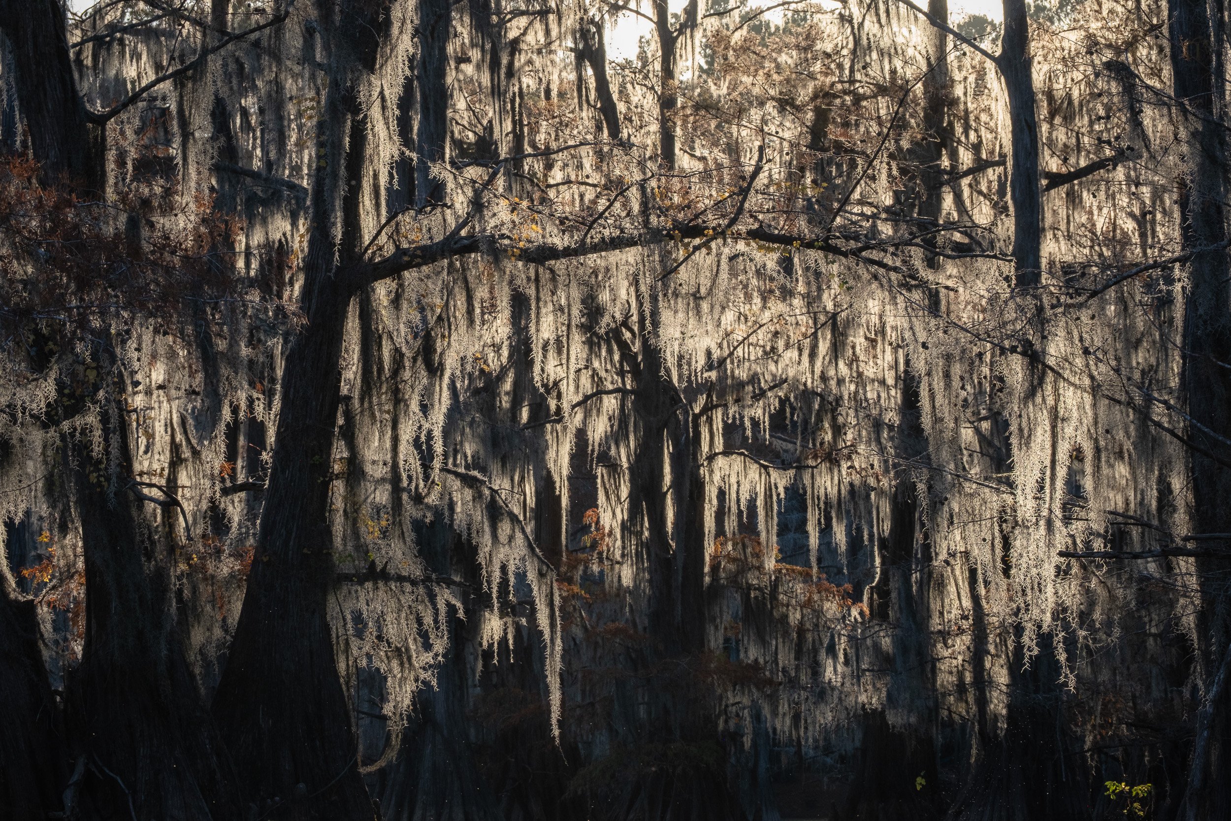 2025-Caddo Lake-17.jpg