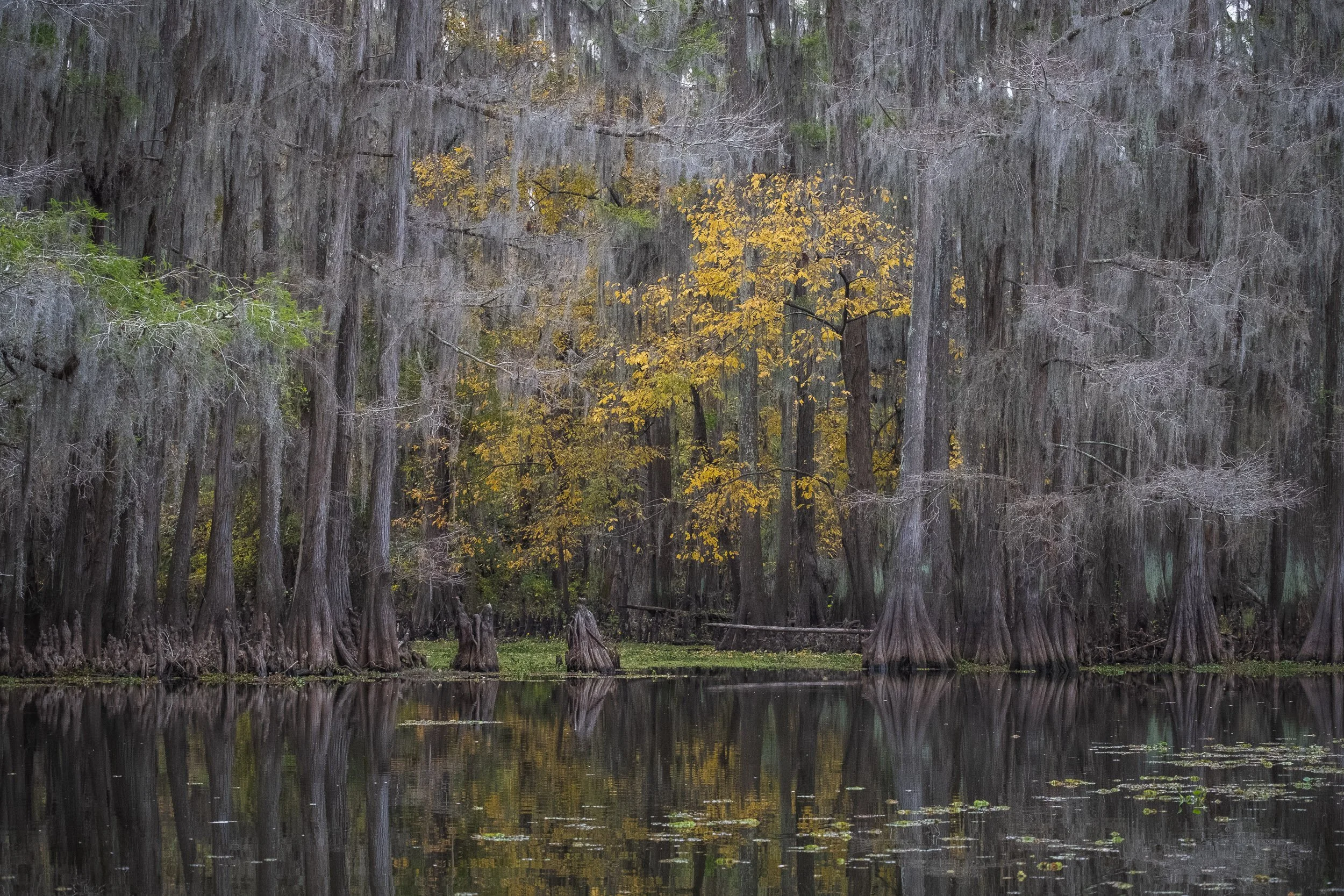 2025-Caddo Lake-19.jpg