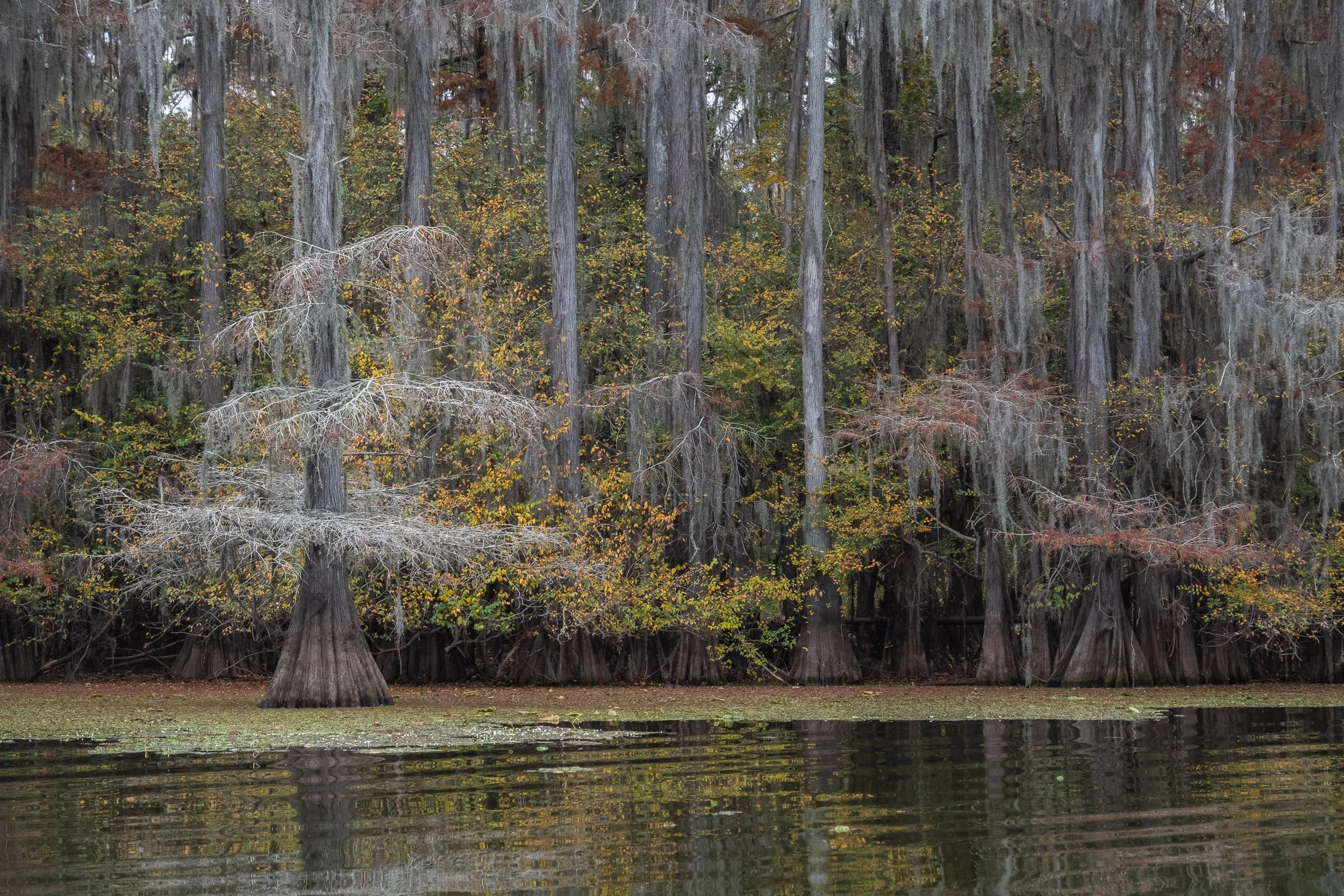 2025-Caddo Lake-20.jpg