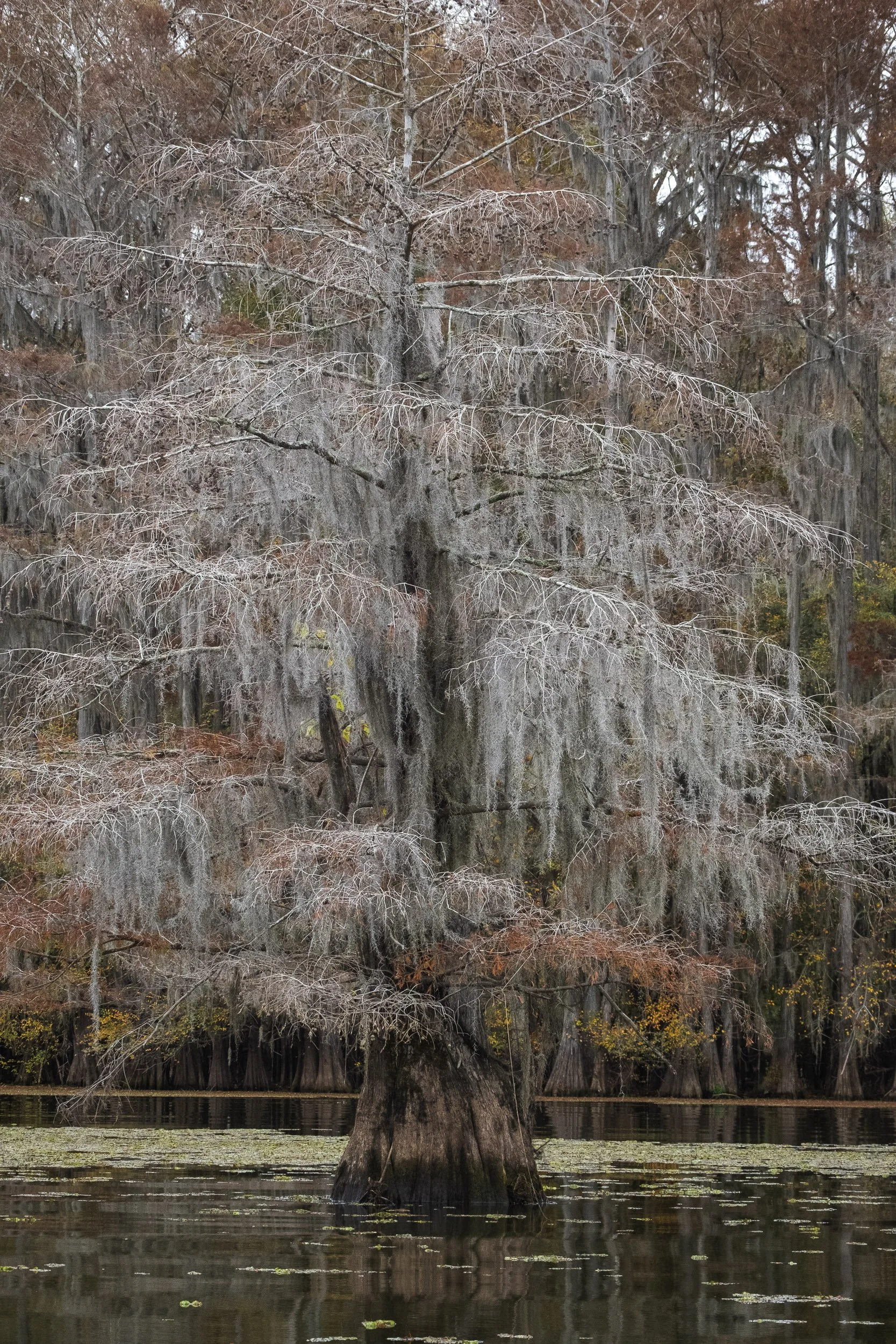 2025-Caddo Lake-21.jpg
