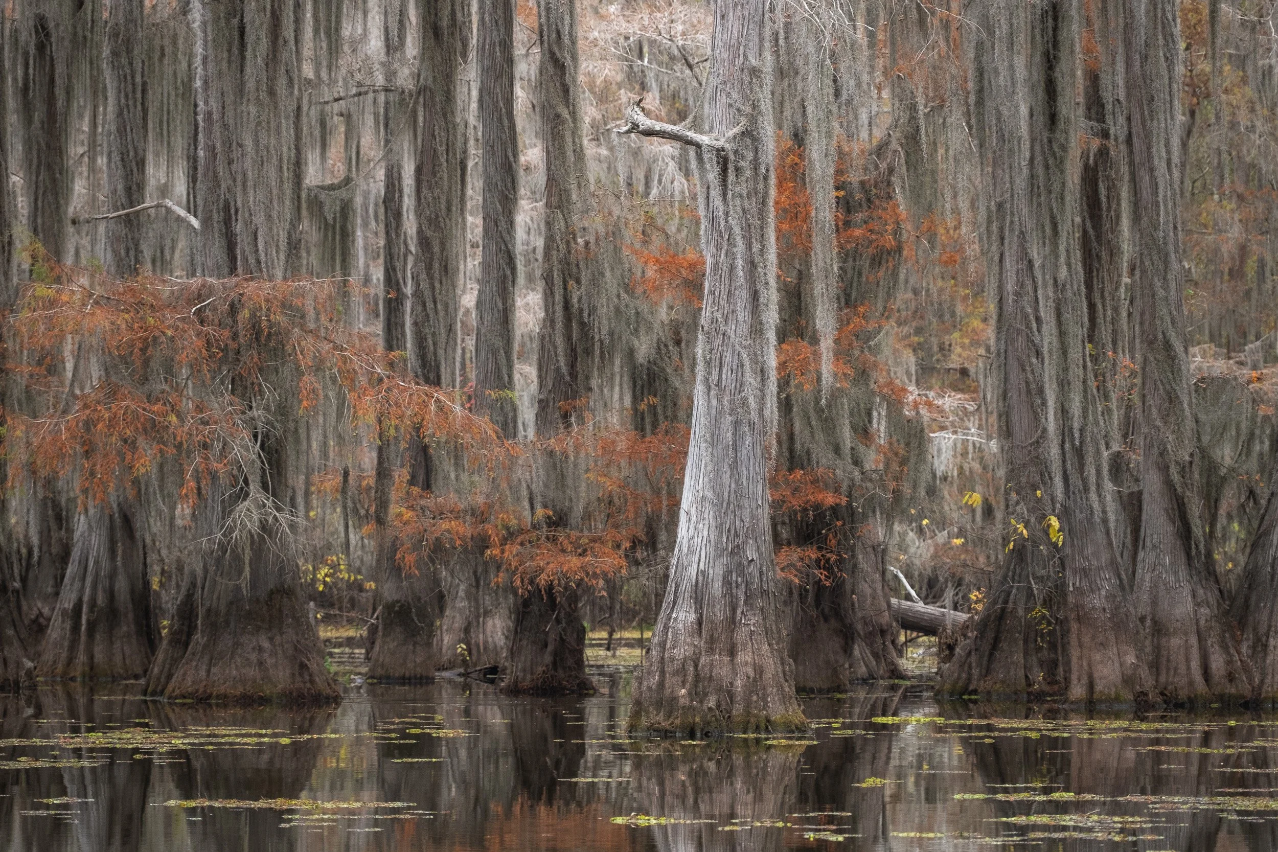 2025-Caddo Lake-23.jpg