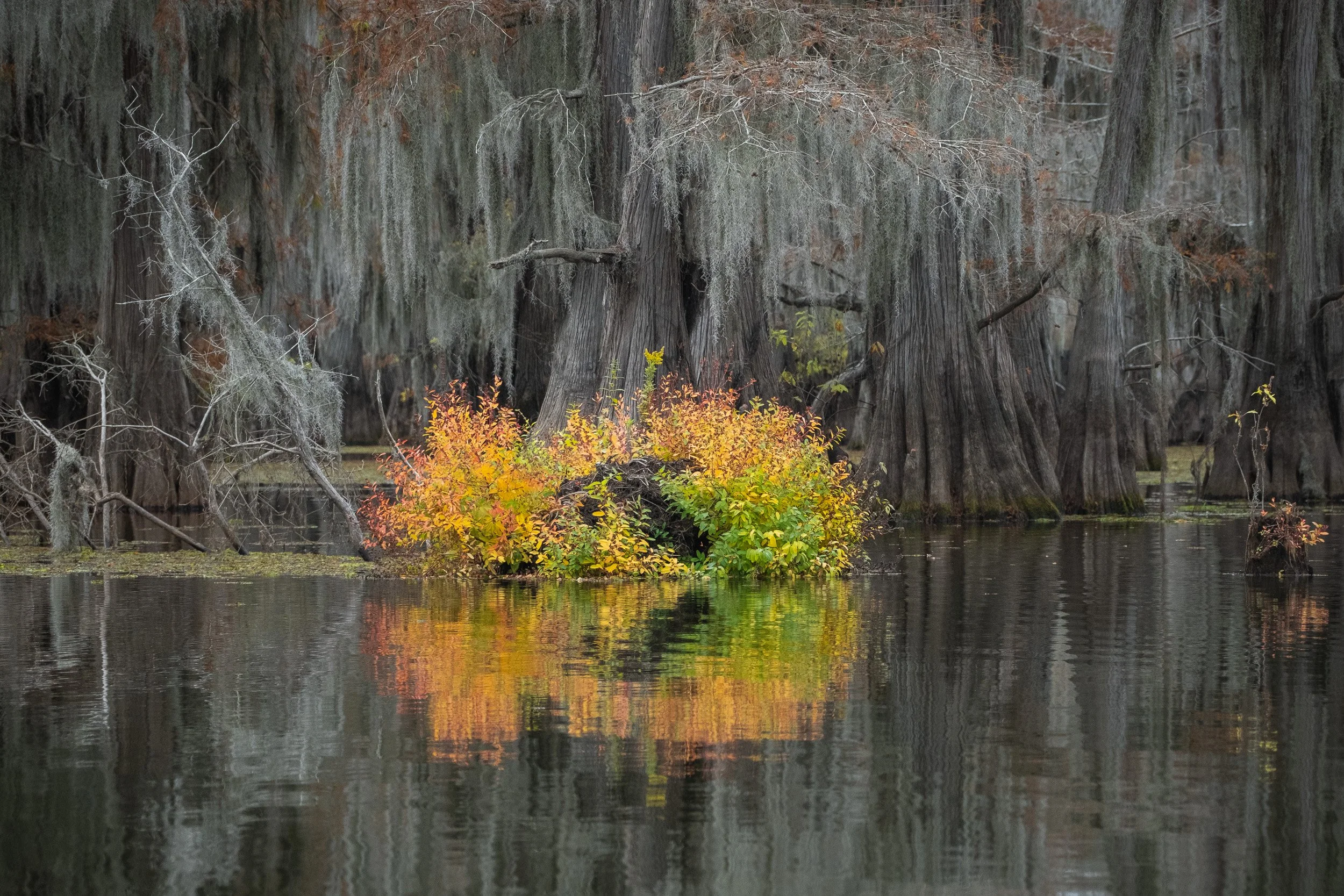 2025-Caddo Lake-25.jpg