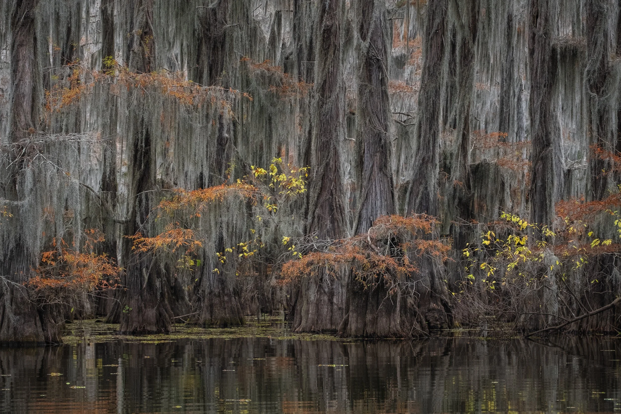 2025-Caddo Lake-26.jpg