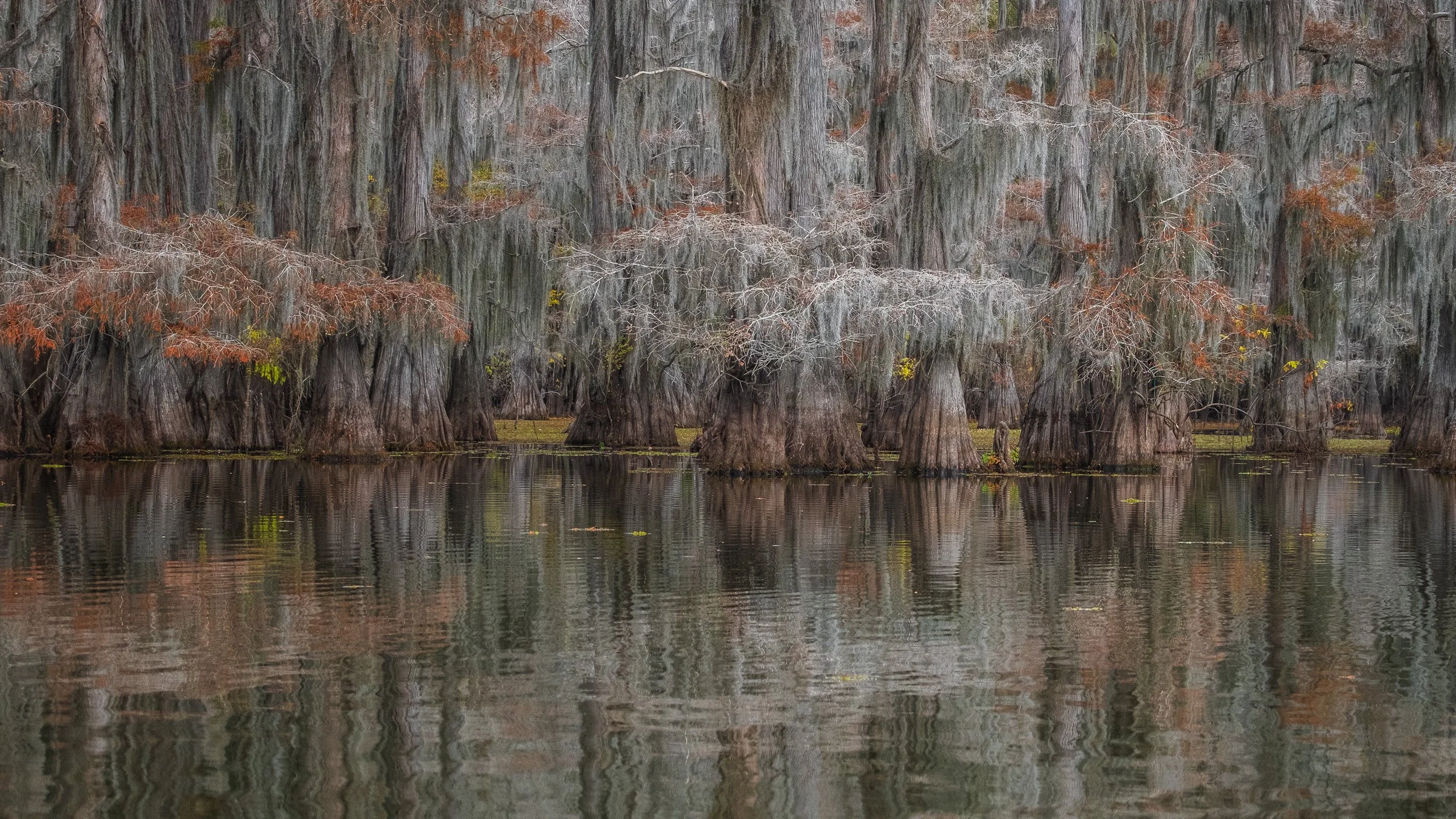 2025-Caddo Lake-27.jpg