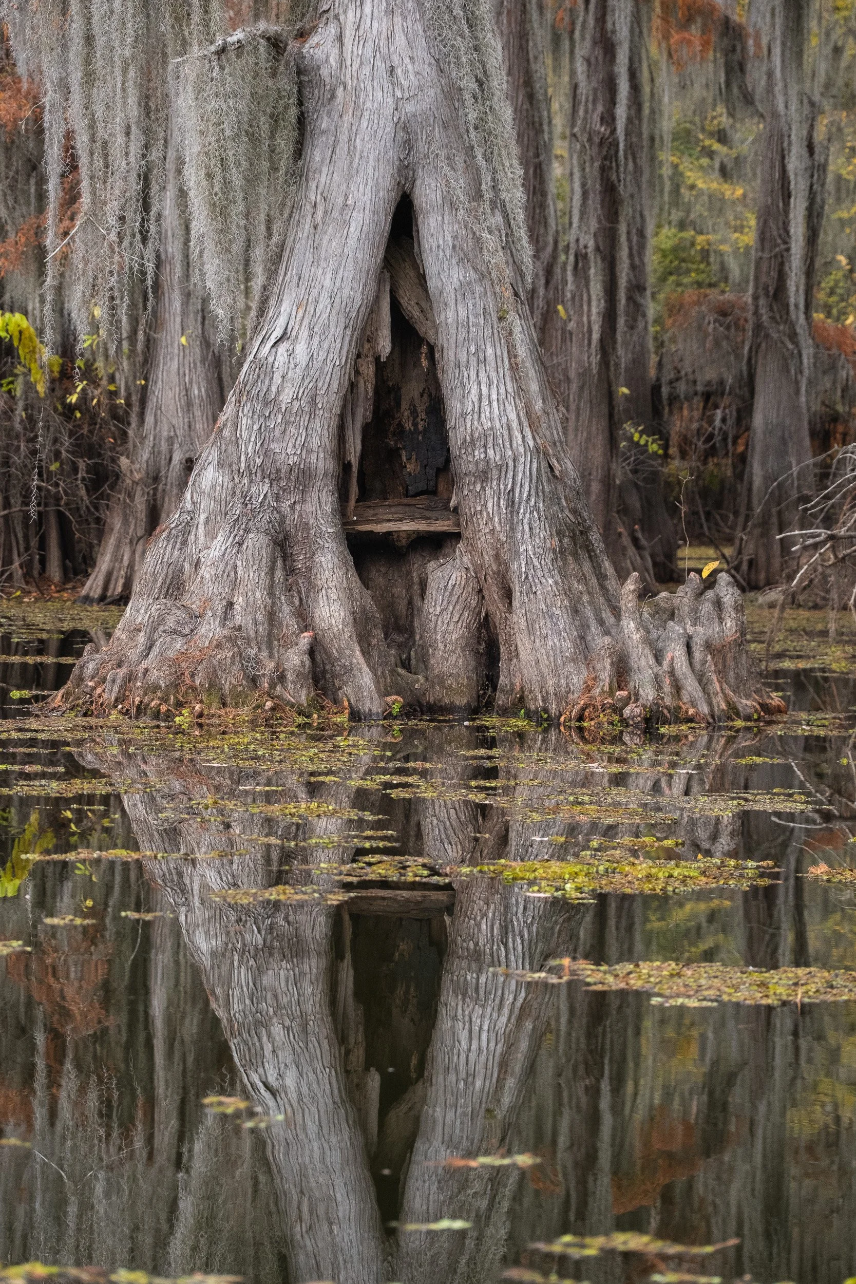 2025-Caddo Lake-28.jpg