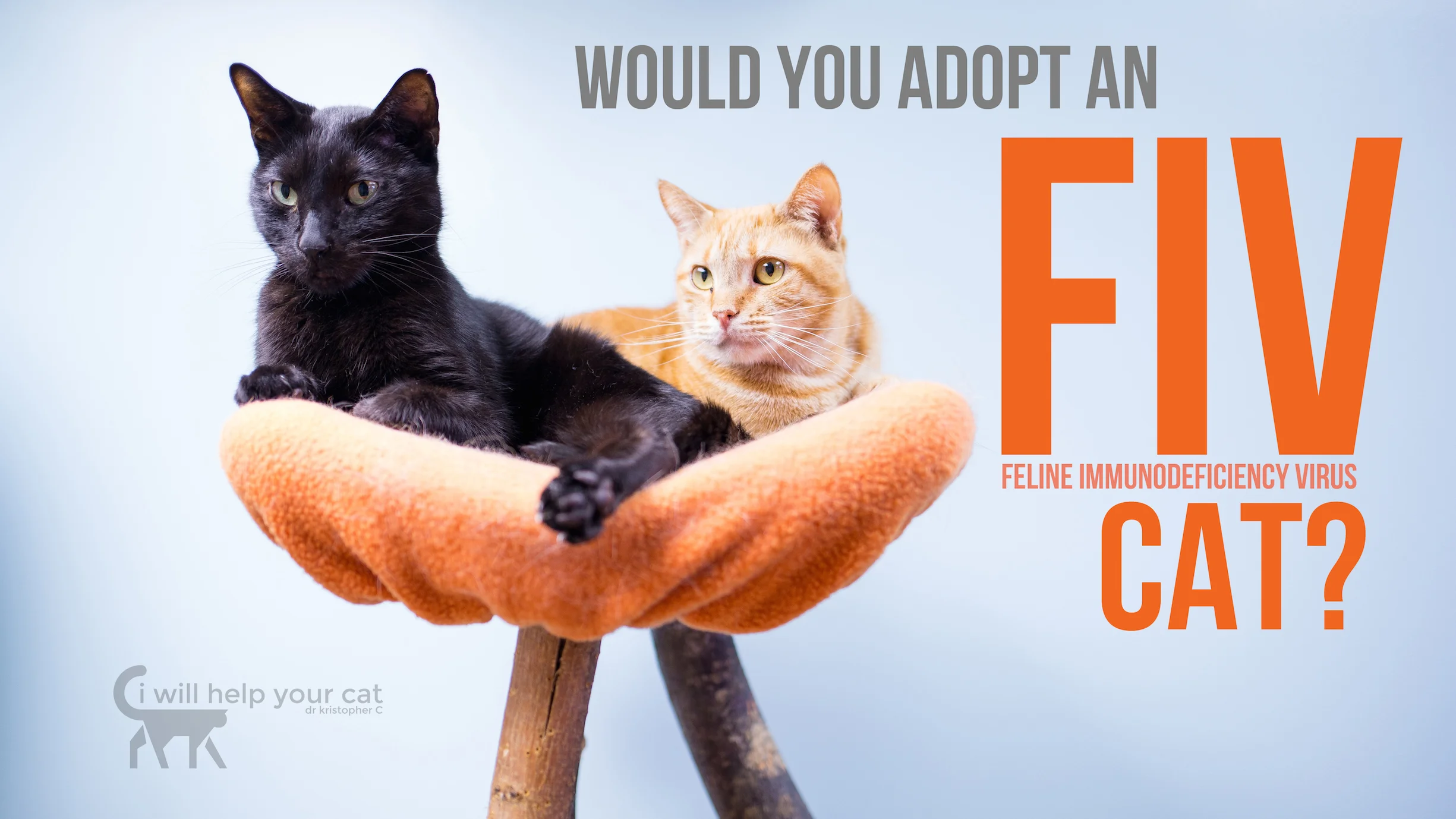 fiv cat adoption