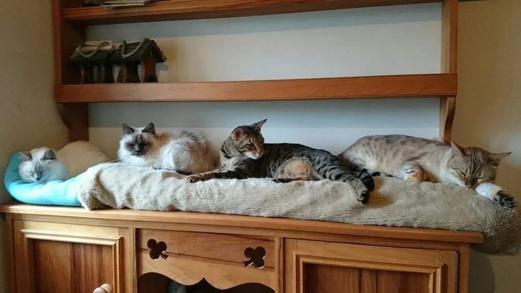 nicole oliver cats.jpg