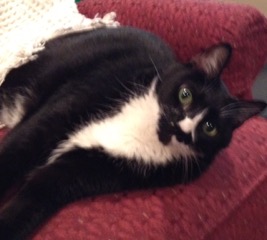 Ziggy.jpeg