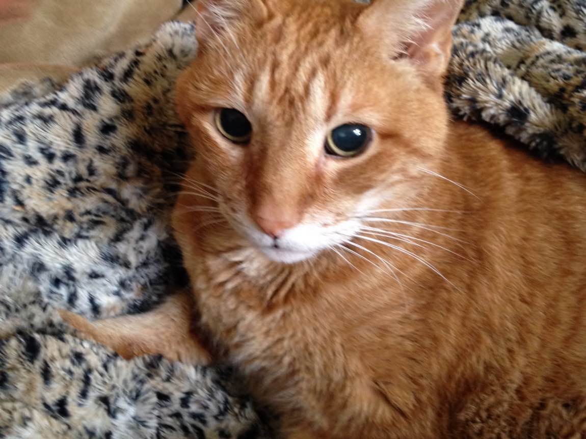 jakey the cat.jpg