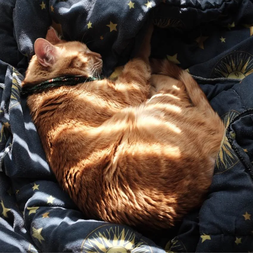 lennysleep.jpg