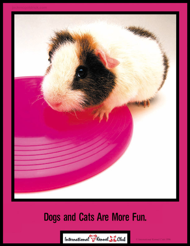 International Kennel Club - Guineau Pig
