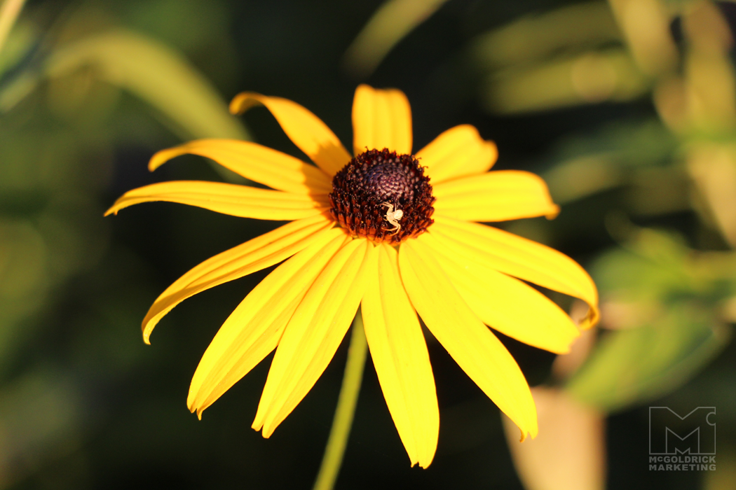 Flower with spider