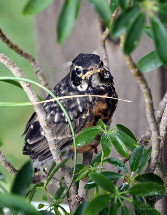 Bird in leaves