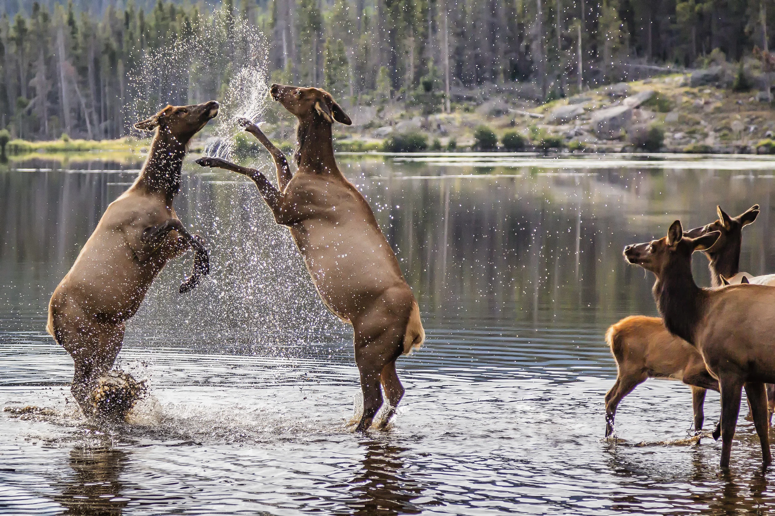 FightElk_4062-2.jpg