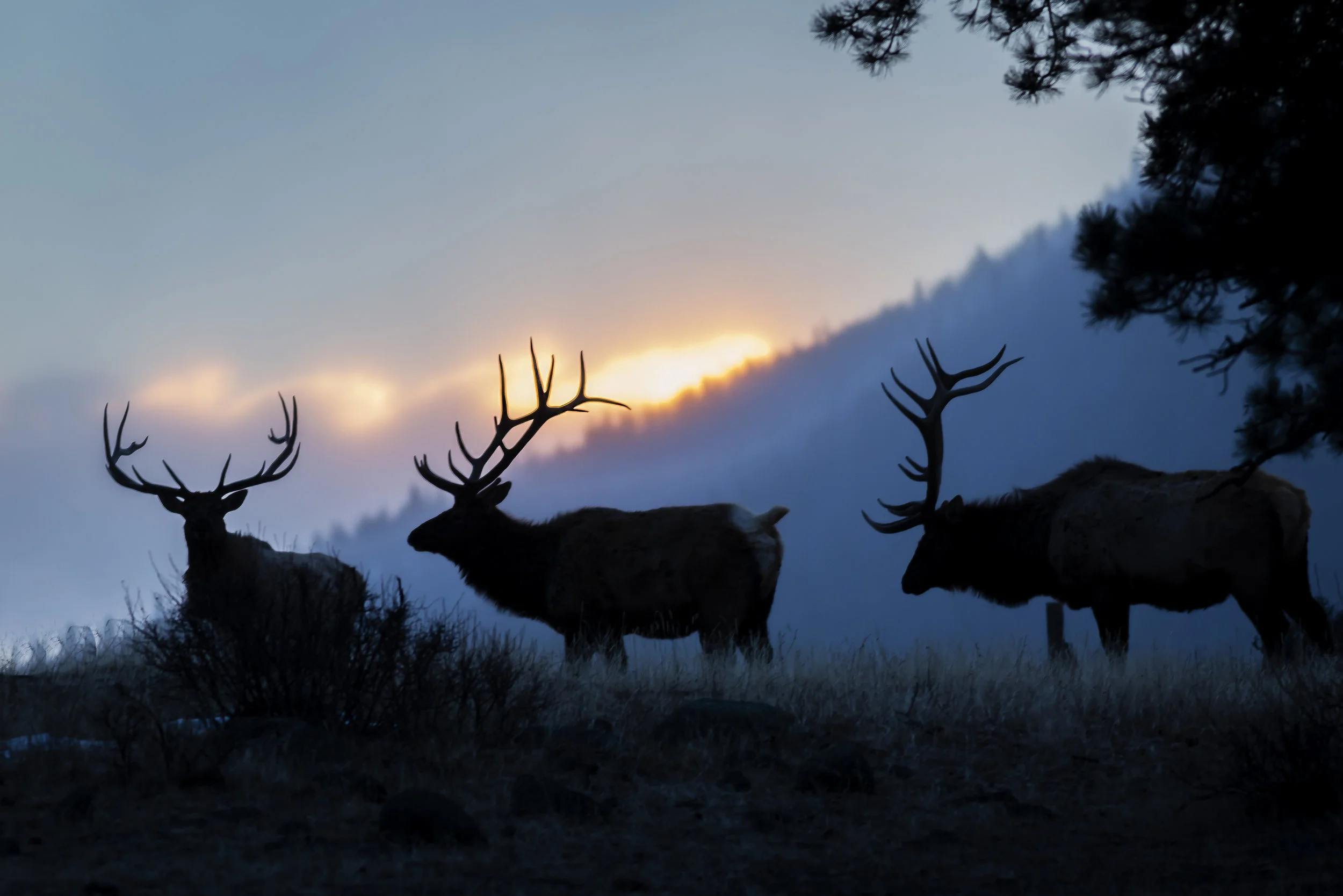ElkSilhouette_8903fullsizeCanvas.jpg