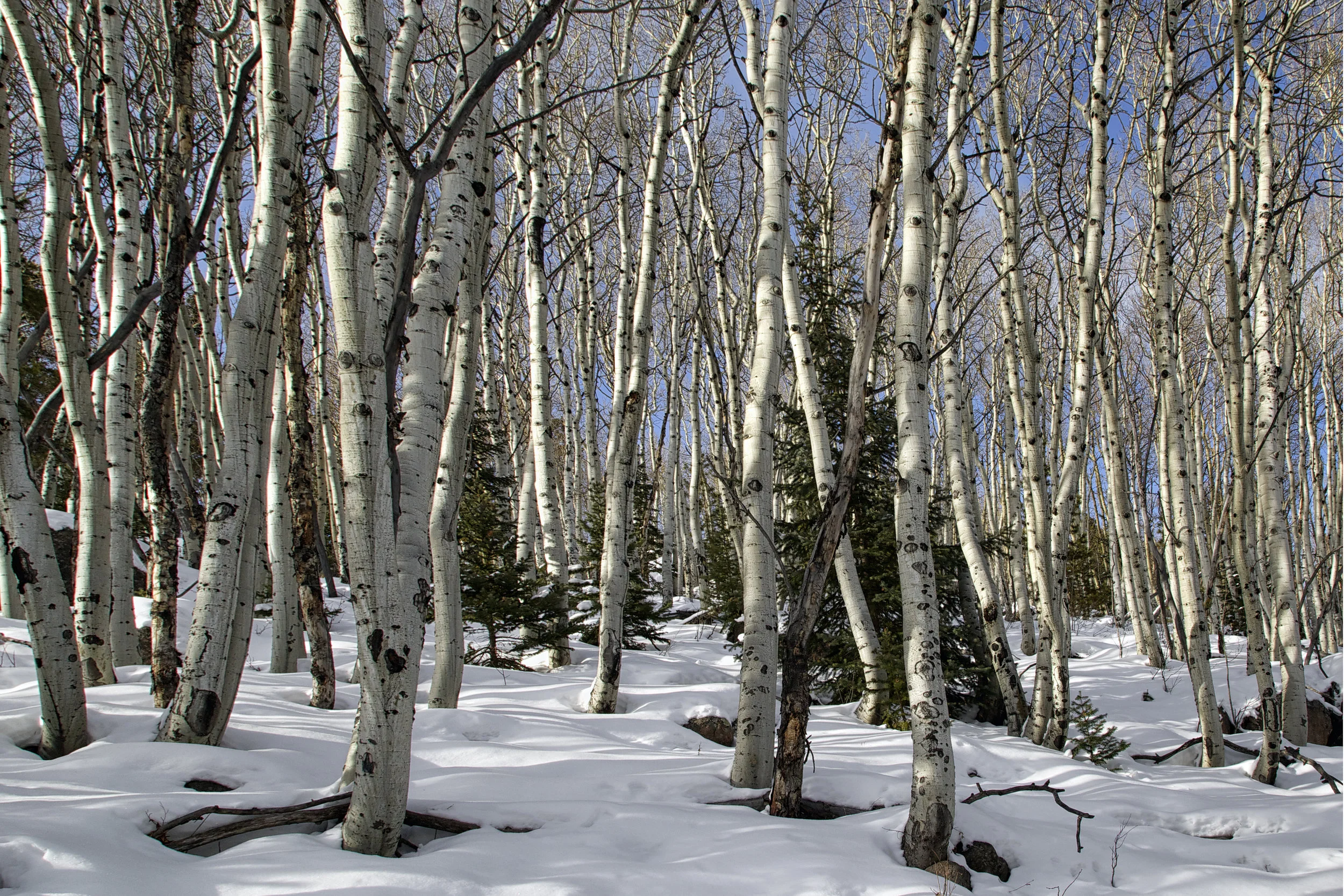 AspenGroveWinter_9682_Canvas.jpg