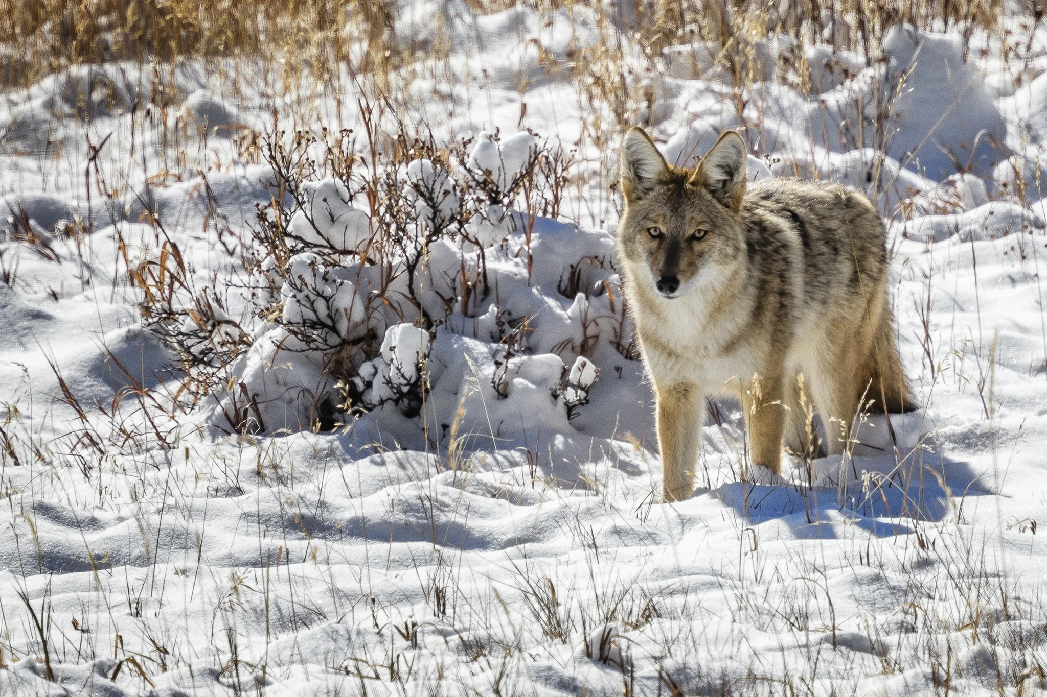Coyote_J3A1065FB.jpg