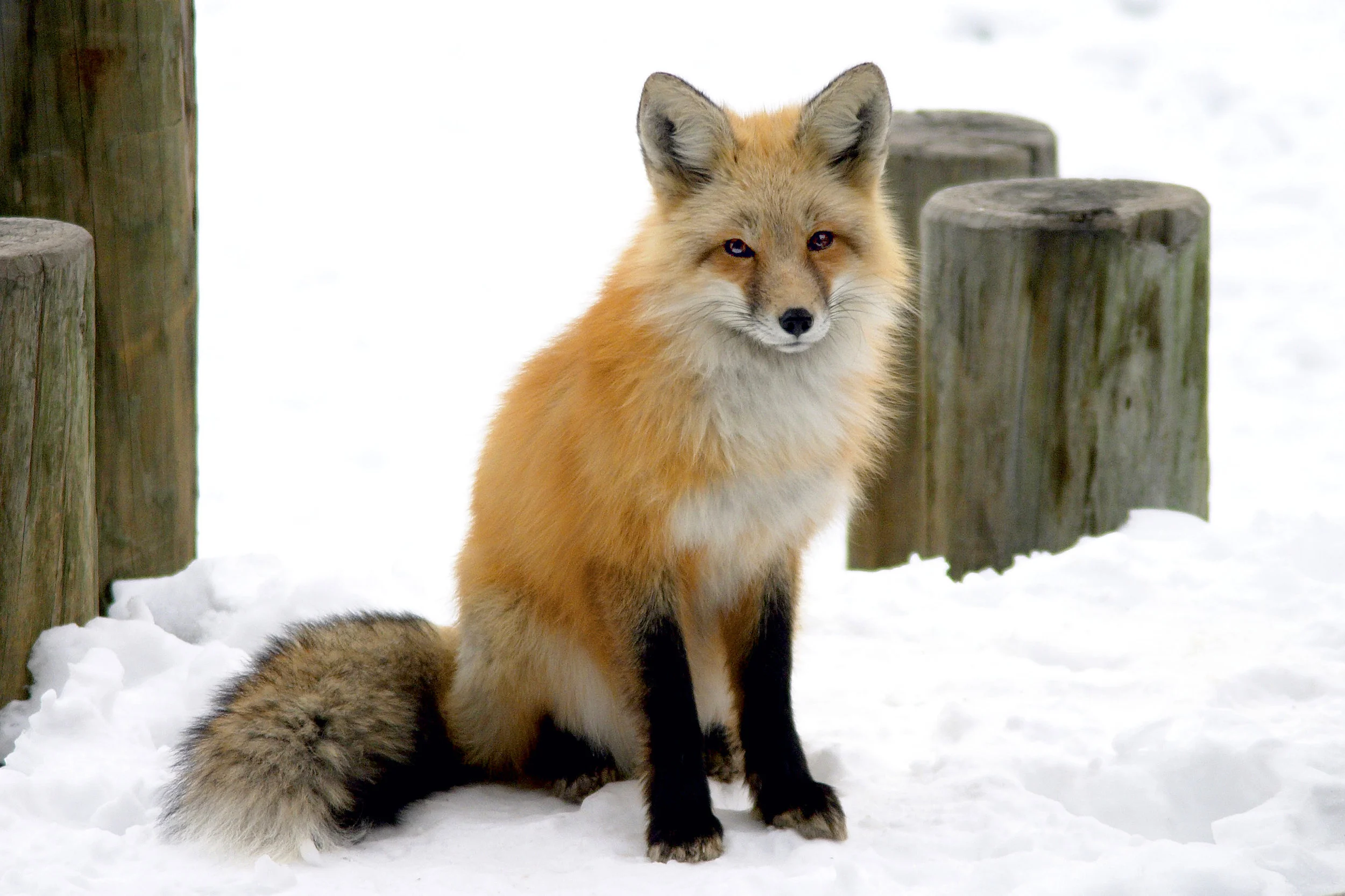 FoxInSnowOnDock_1839.jpg