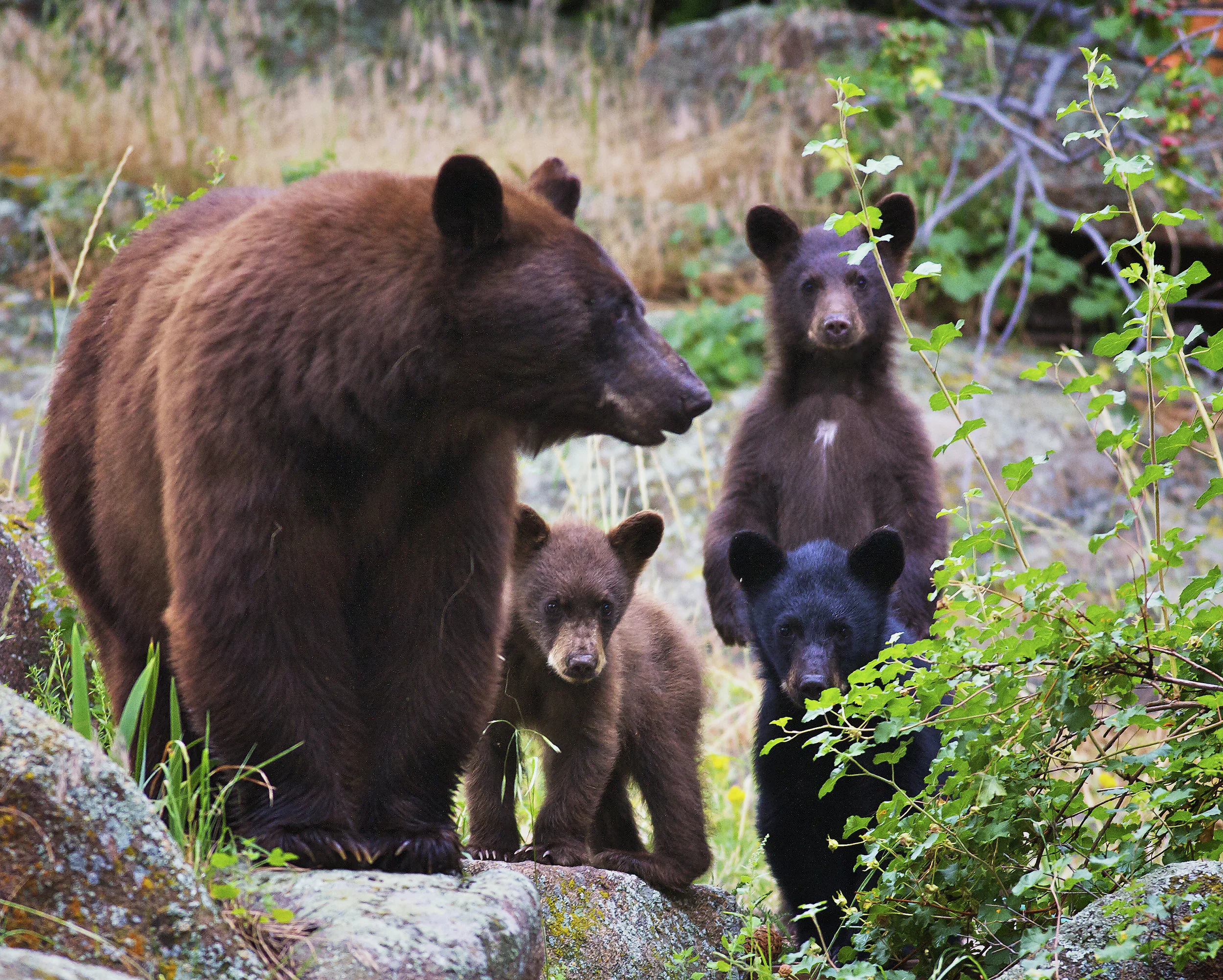 Bears3Cubs_2498v4_10x8Best 2.jpg