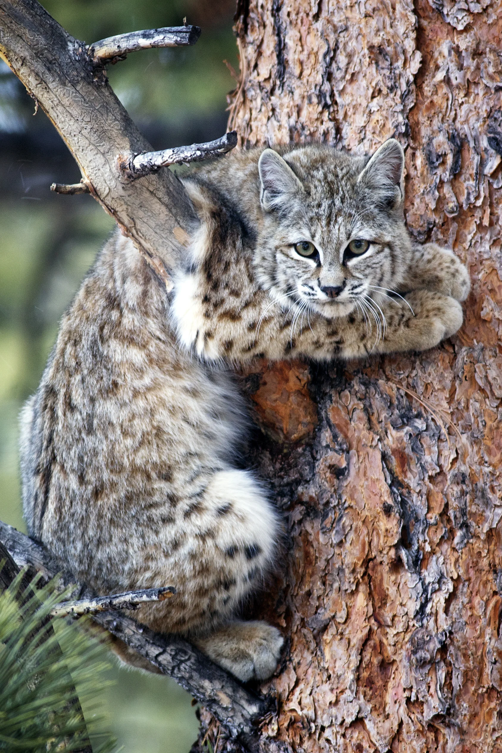 BobcatAdjust_7043_3to2.jpg