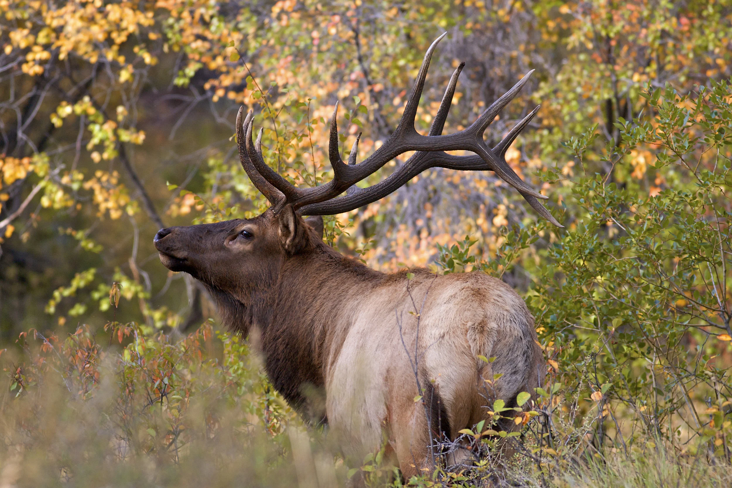 ElkAutumnColors_3891_Canvas.jpg